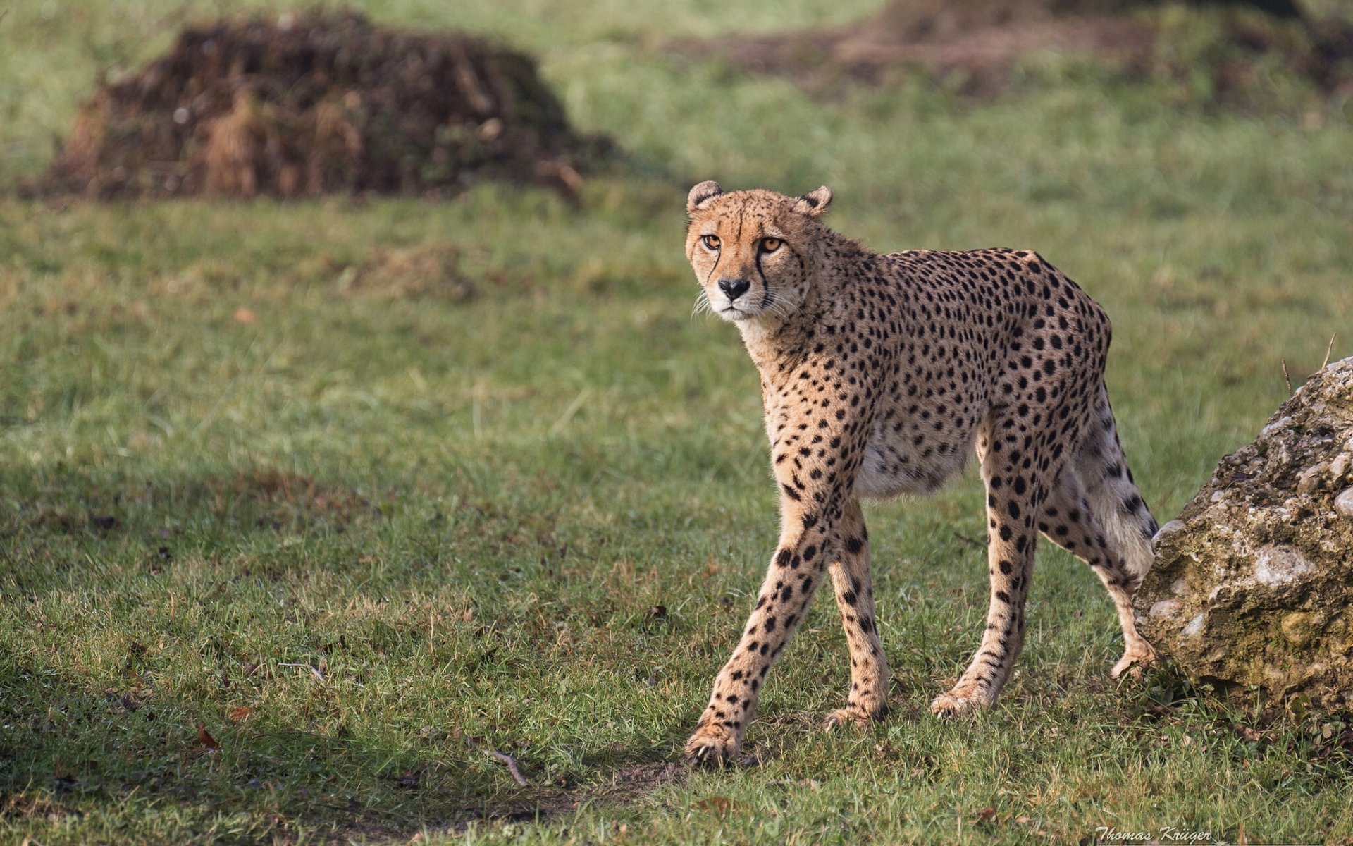 guépard chat sauvage prédateur