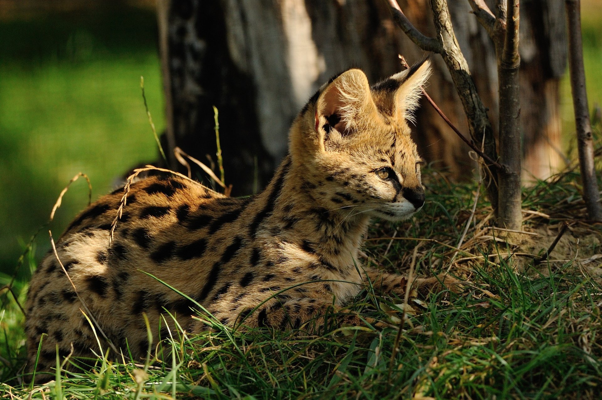 serval chat herbe soleil