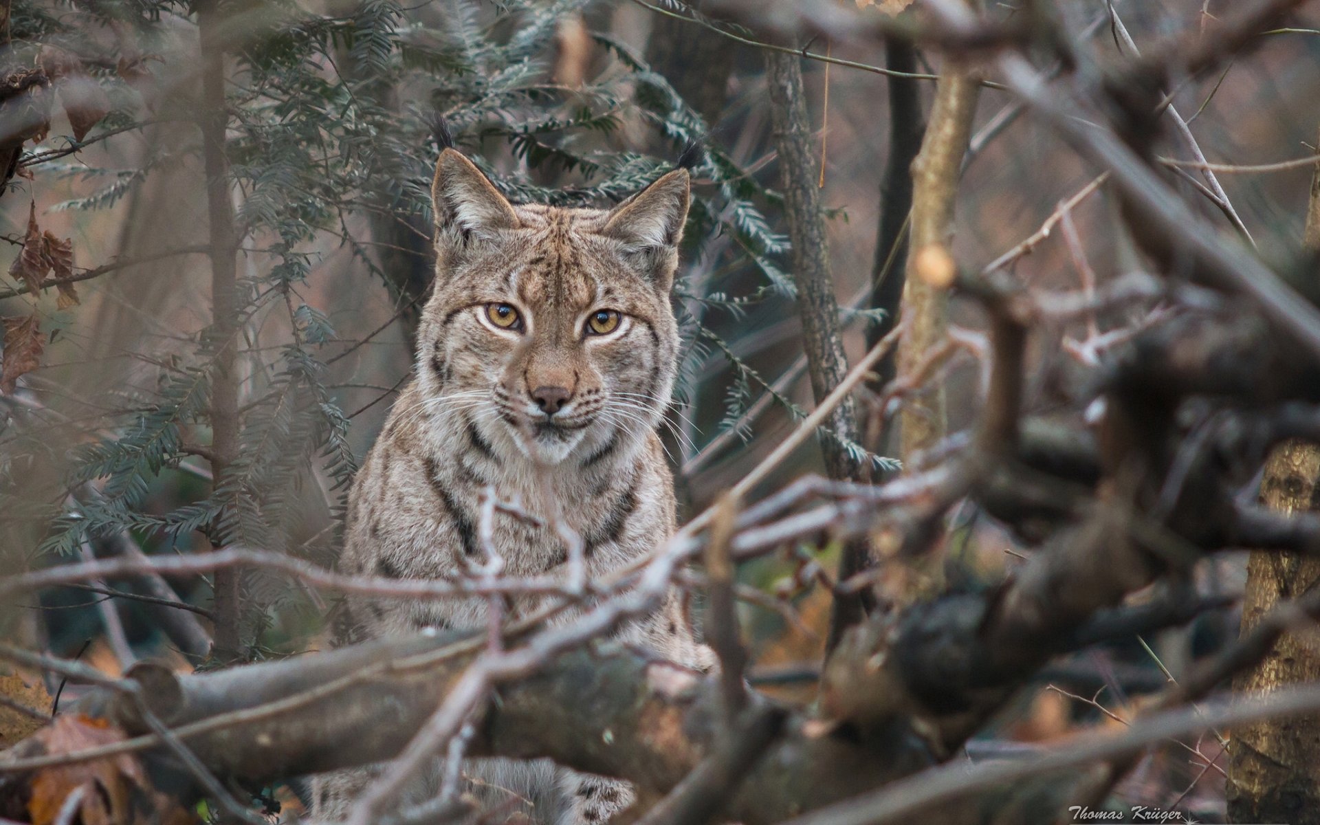 lynx branches view