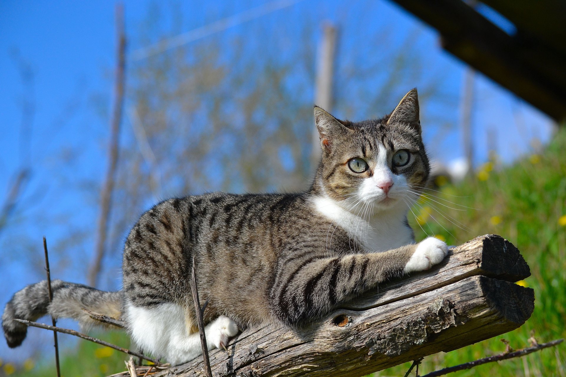 gatto gatto natura tronco ramo