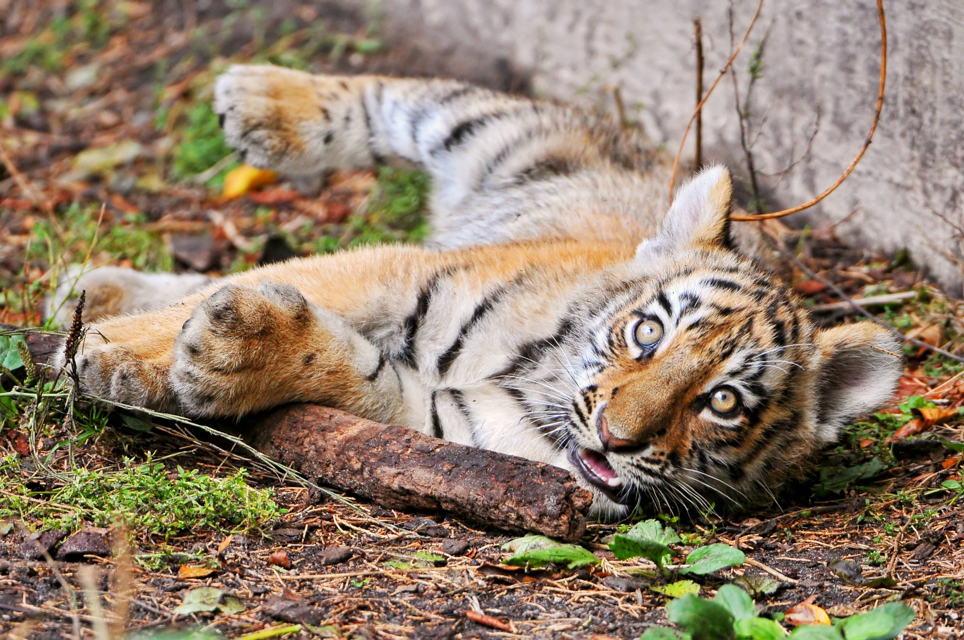 tiger amur katze tiger stock blick jungtier ©tambako der jaguar