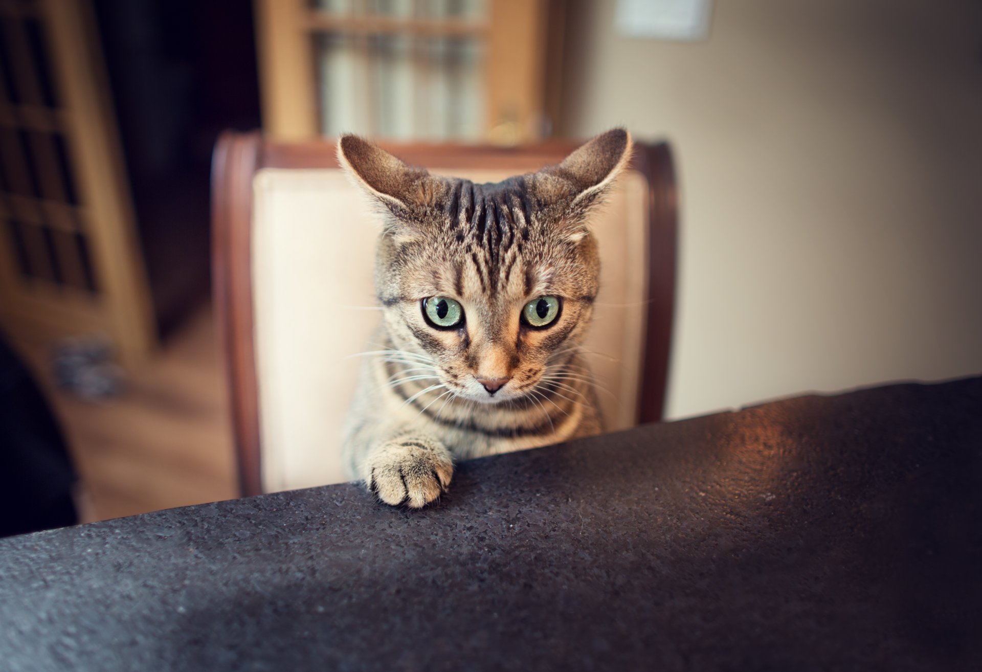 gato pata mirada orejas orejas