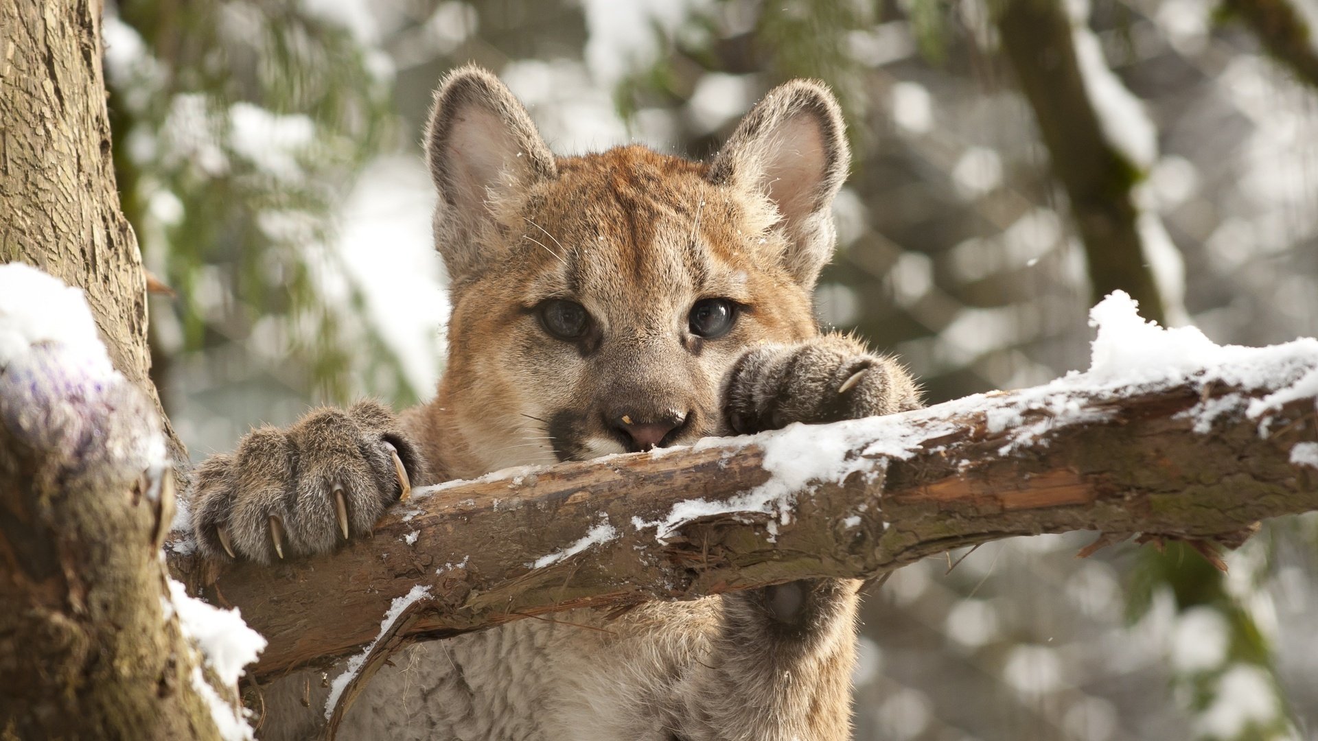 puma mountain lion cougar cat face branch view snow claw