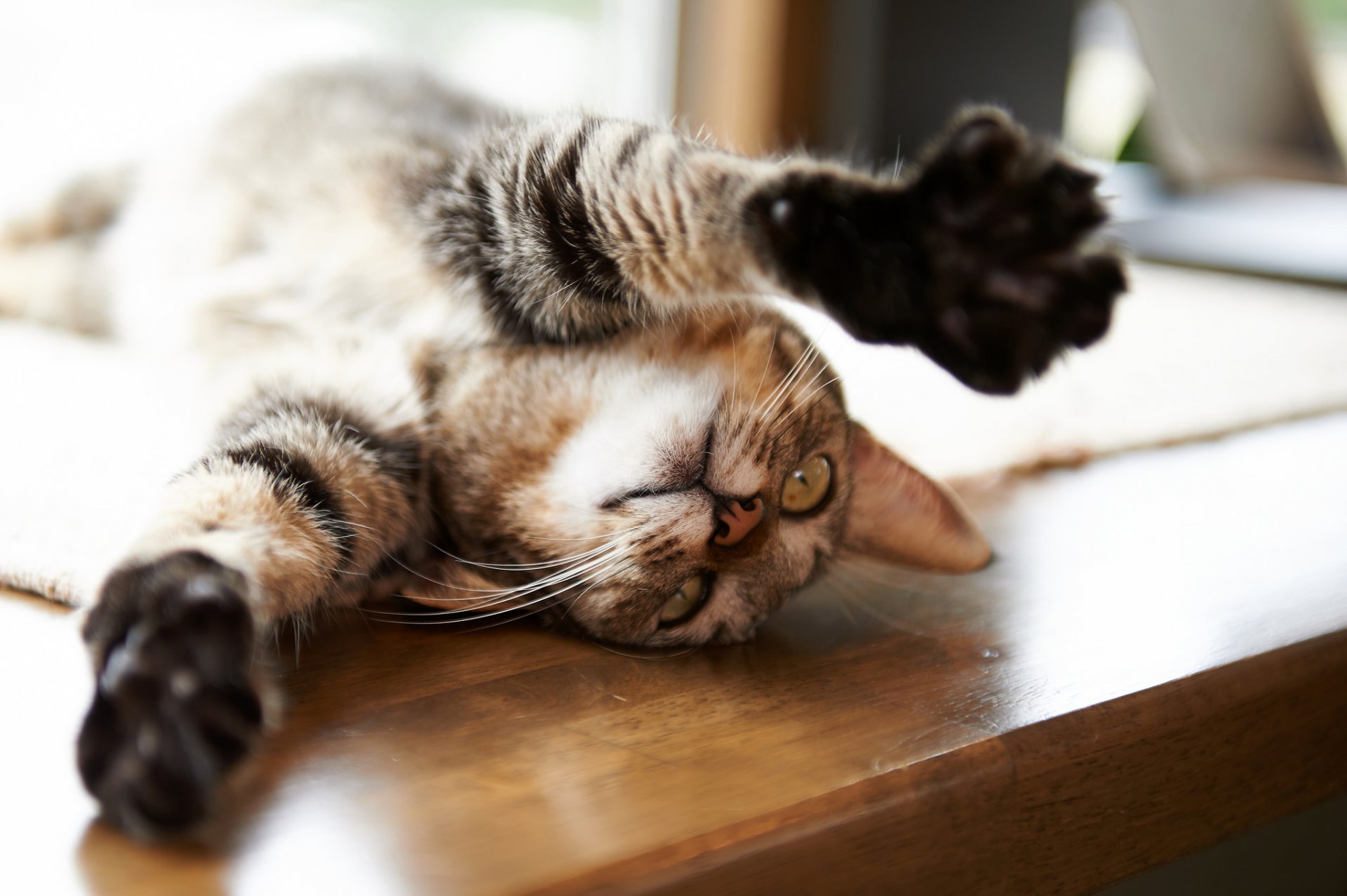 cat cat lying paws table