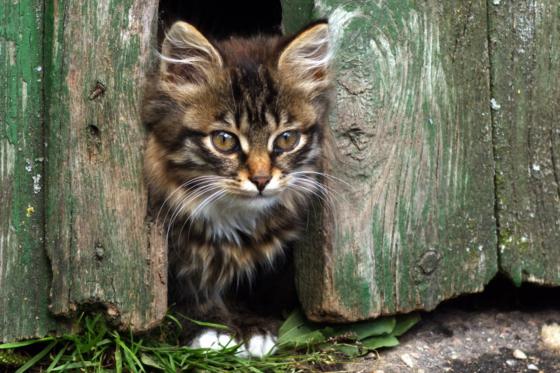 chat vue fond