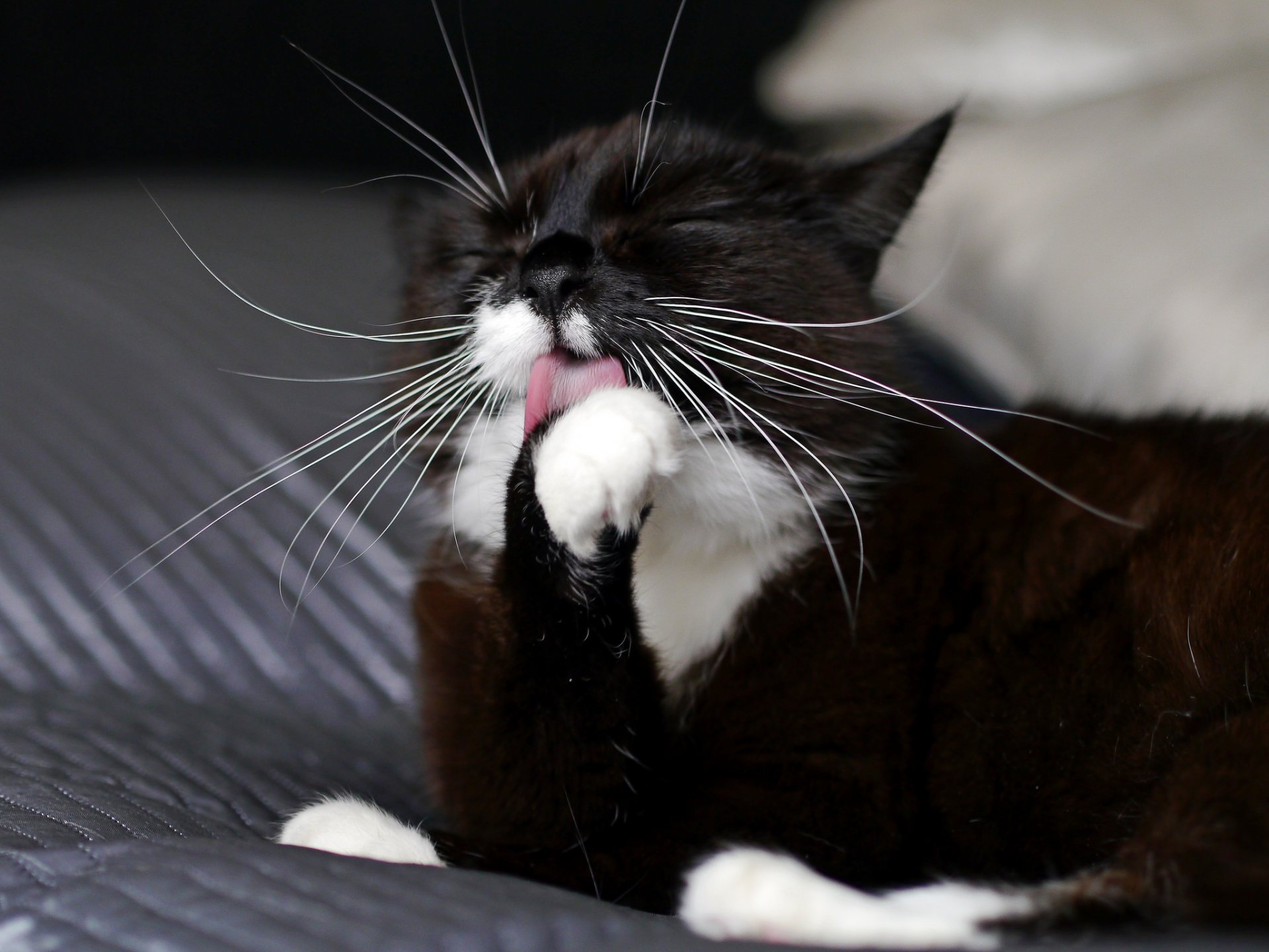 chat animal couleur pattes moustache