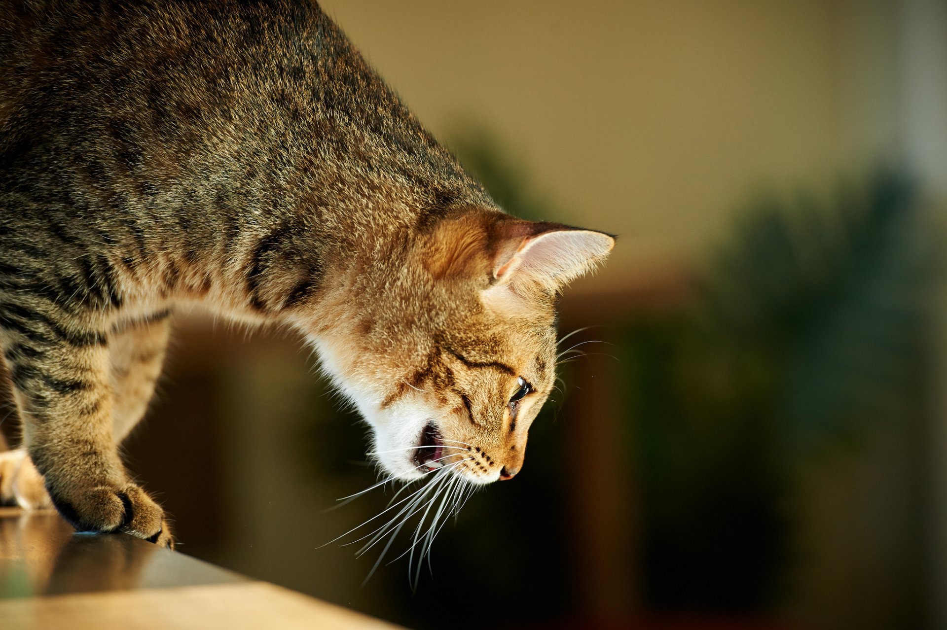 katze aufmerksamkeit schnurrbart haus katze