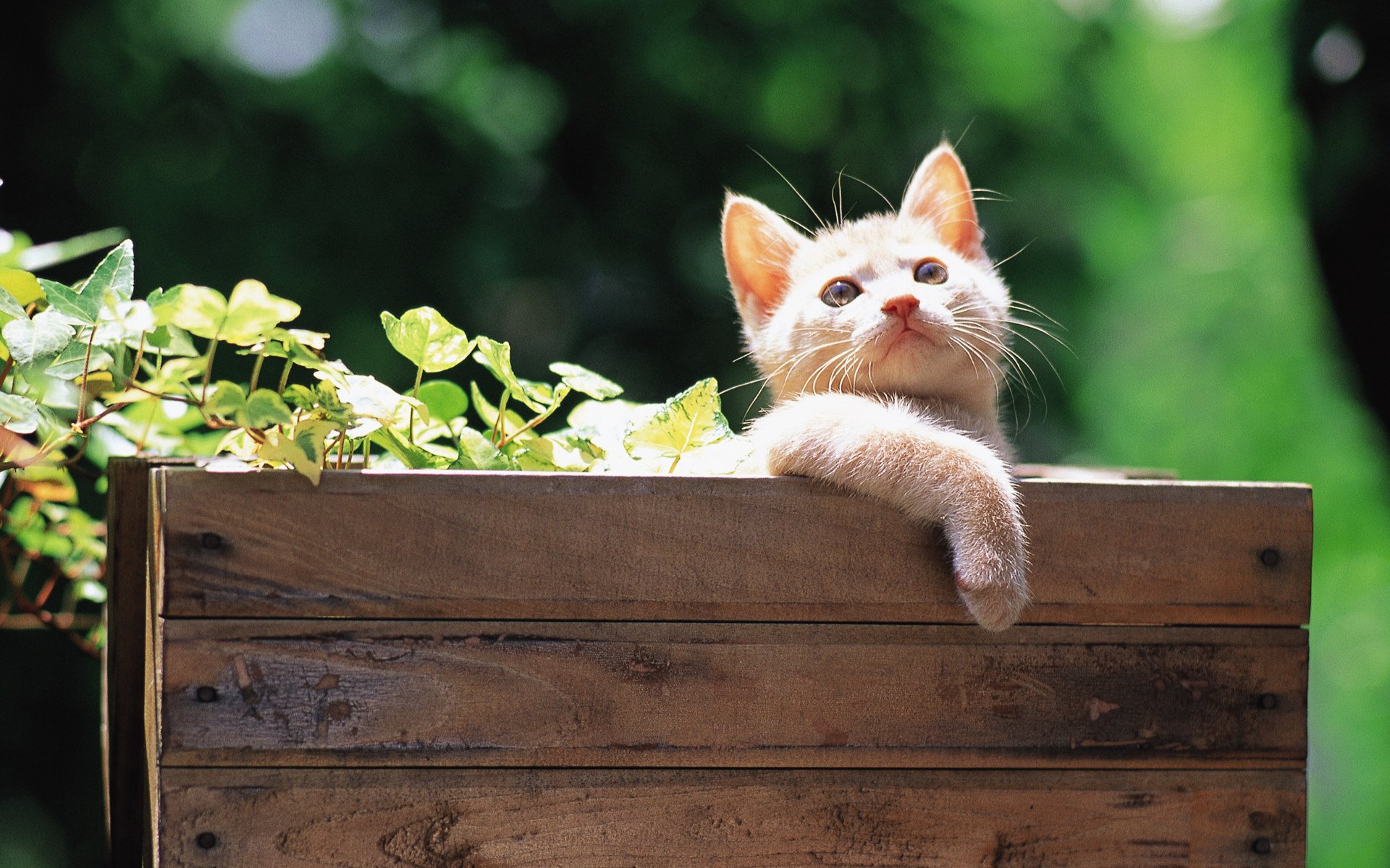 chat chaton feuilles