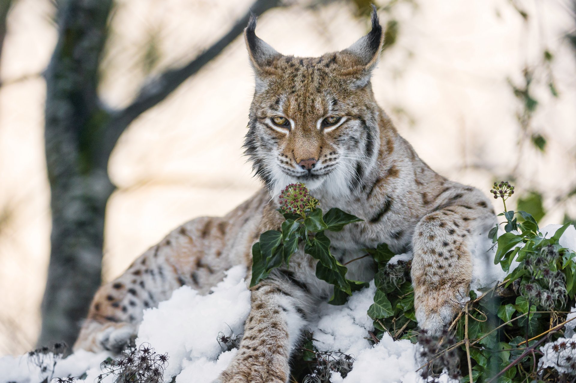 ryś kot śnieg spojrzenie kwiat ©tambako jaguar