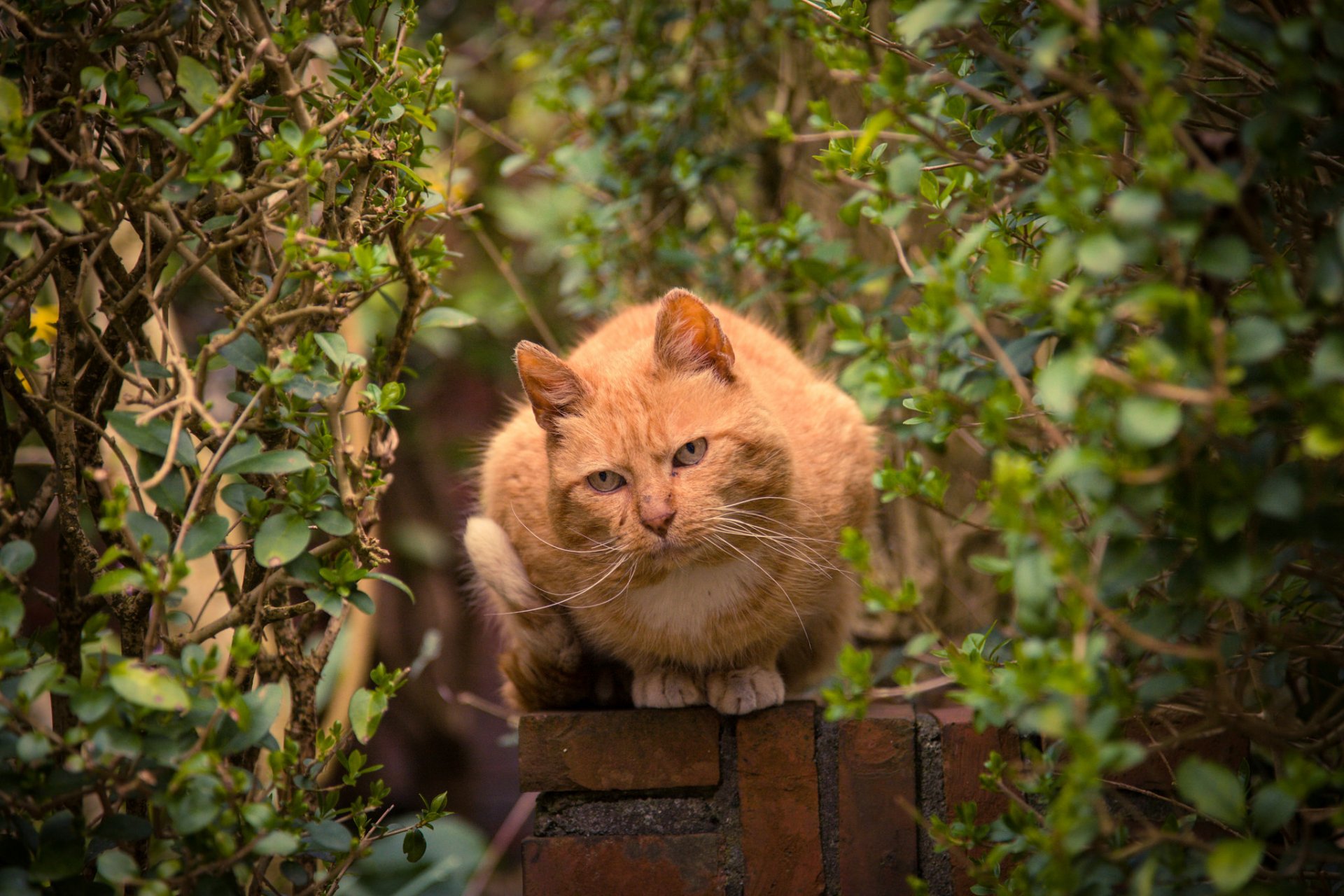 alberi arbusti recinzione gatto rossa vista