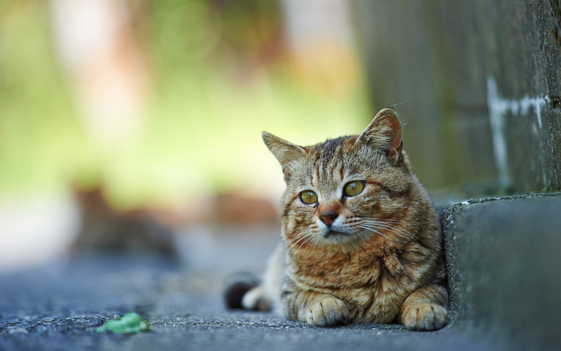 chat rue fond