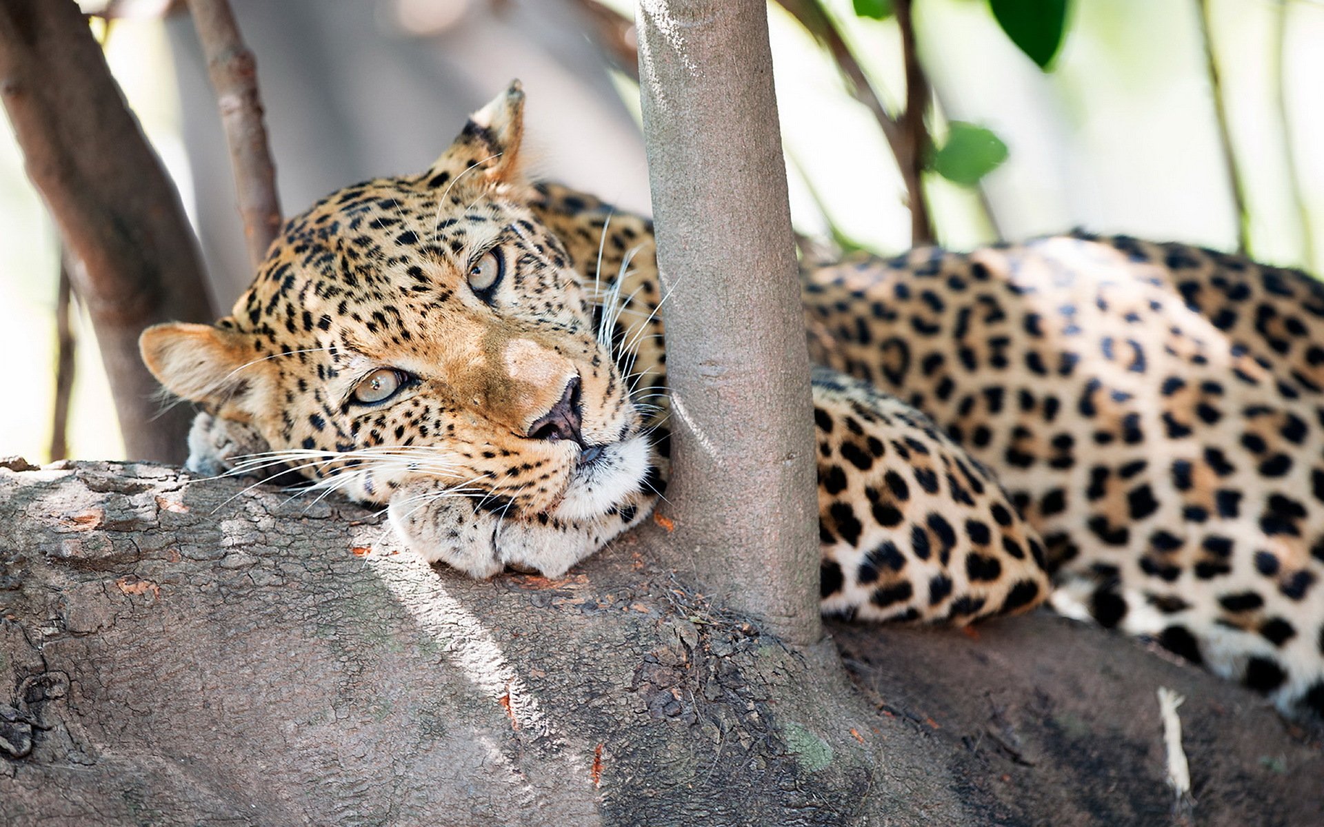 leopardo predatore muso albero vista