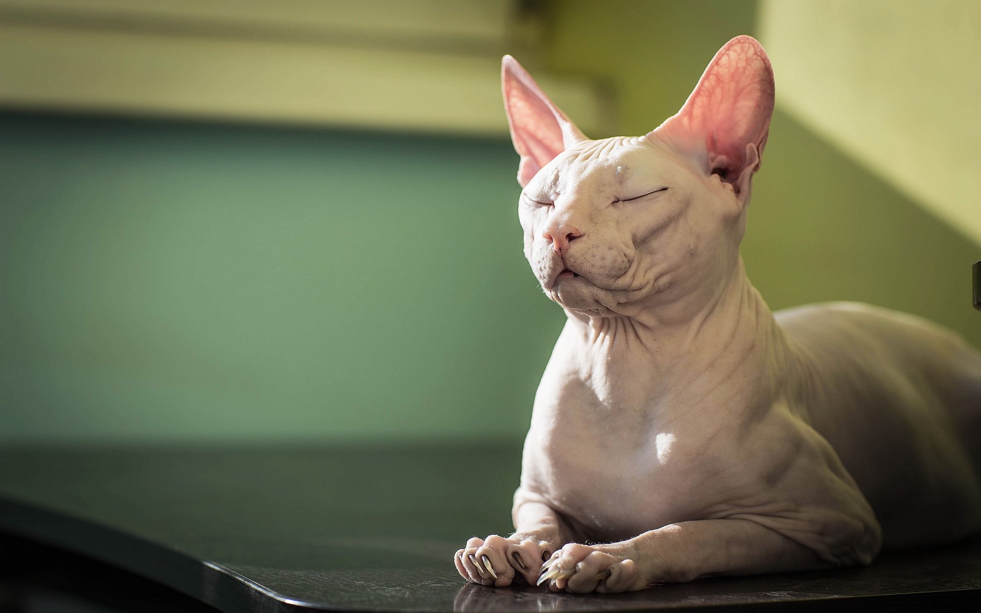 katze sphinx hintergrund