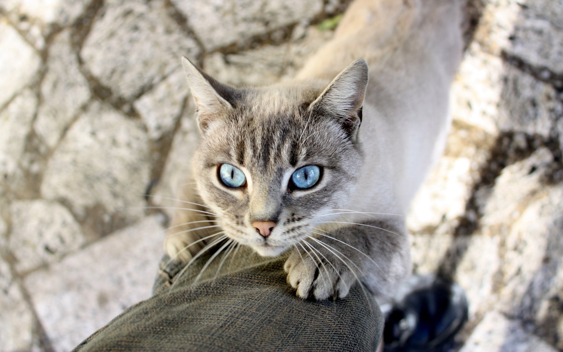 gato lana mirada pierna