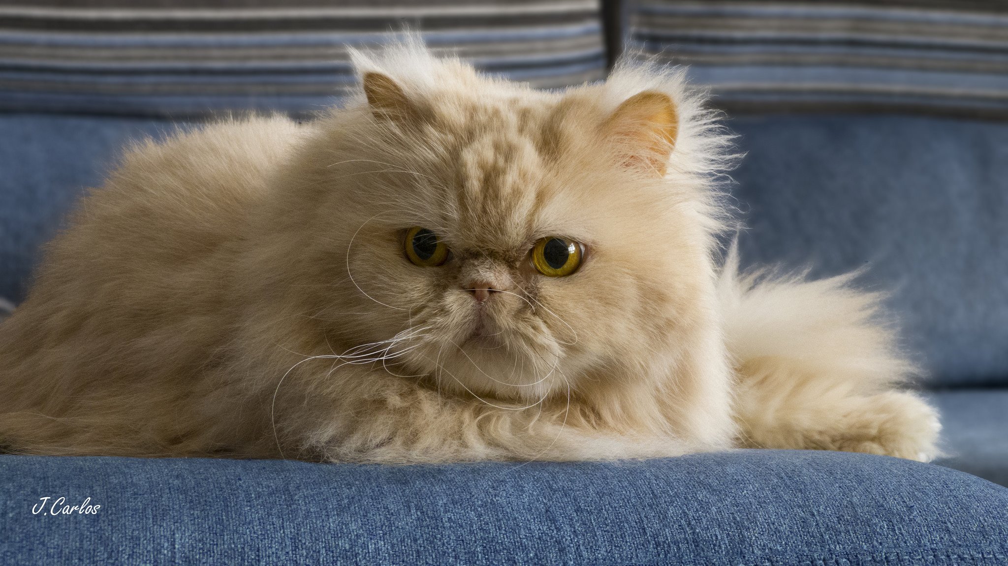 persian cat persian cat furry red mustache view