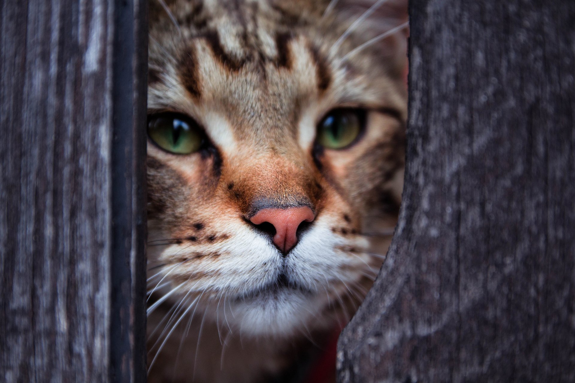 gatto gatto sguardo occhi