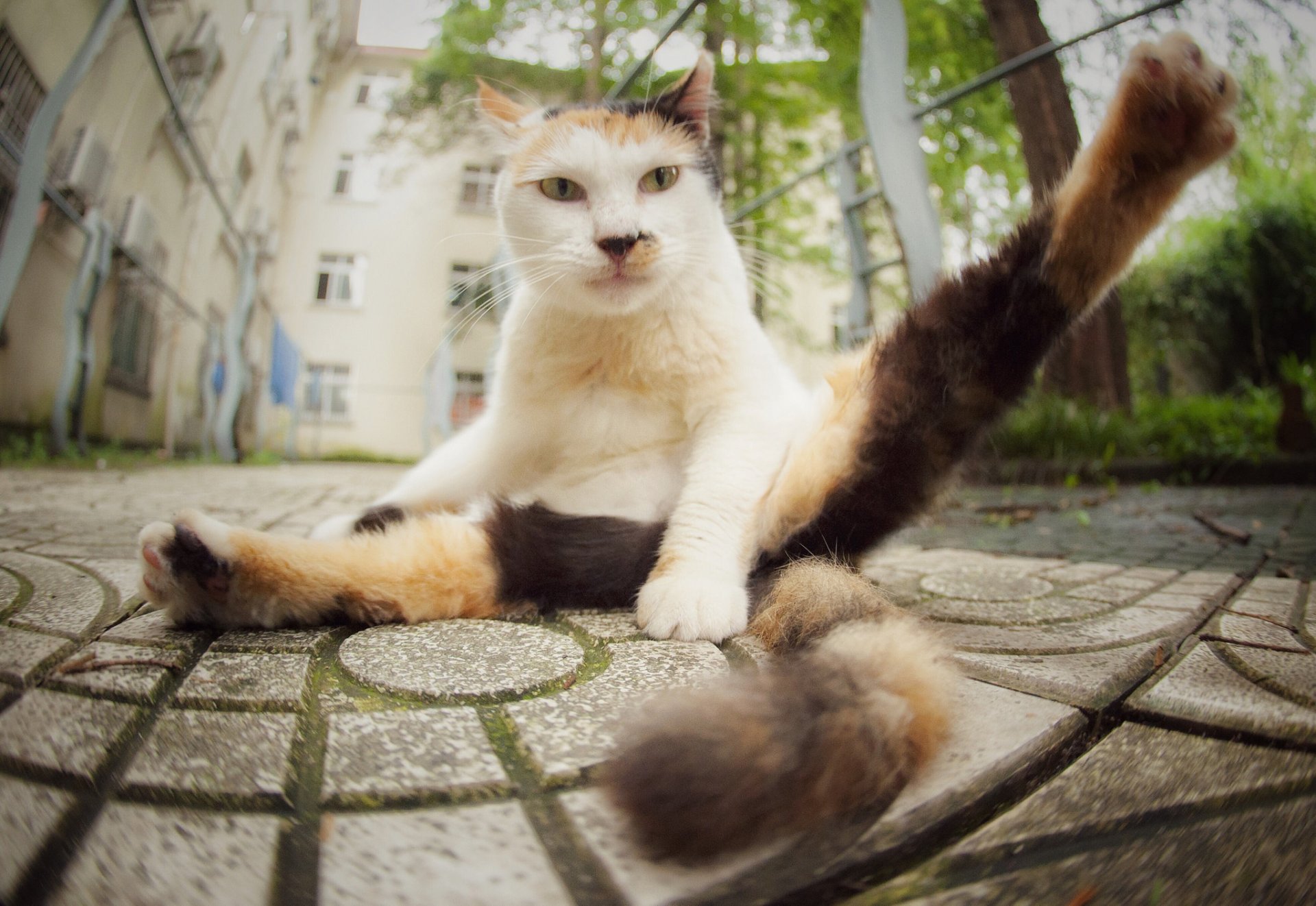 chat chat vue mousse pattes