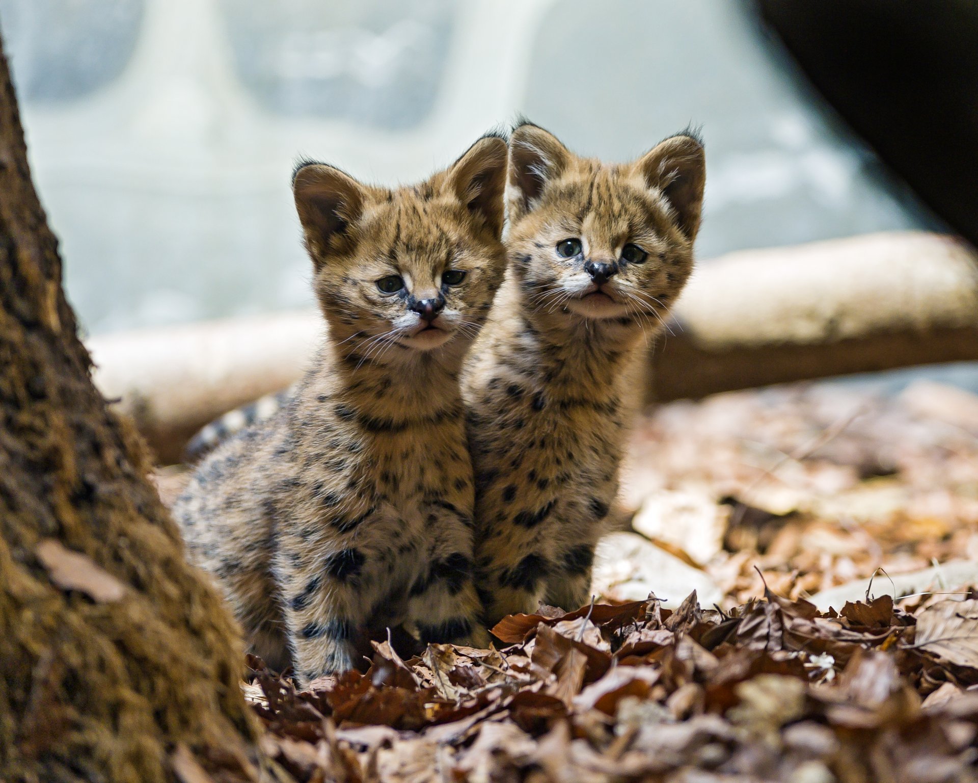 serval gattini gatti cuccioli bambini piccoli foglie ©tambako the jaguar