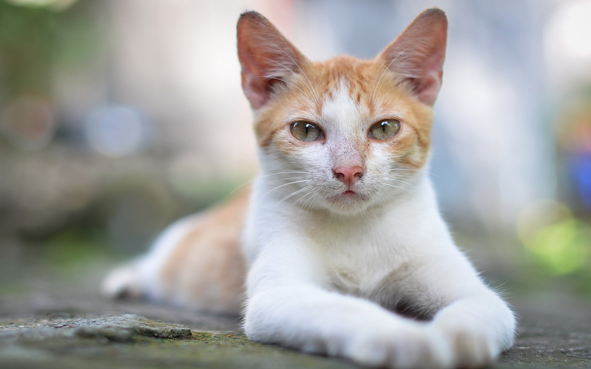 gatto bianco e rosso posa vista ritratto abbagliamento