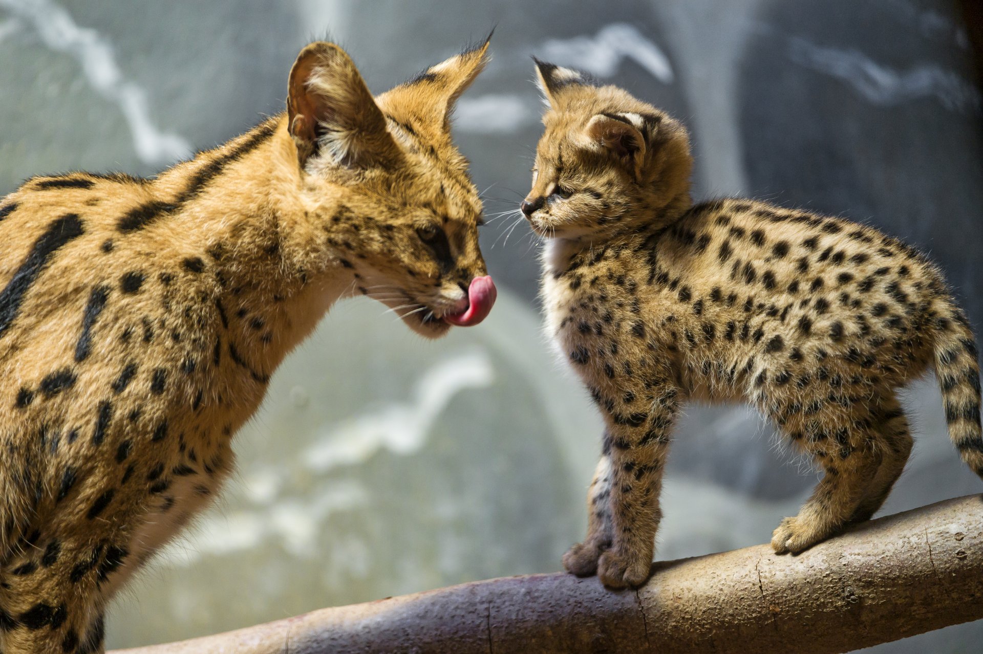 serval gato tronco lengua ©tambako the jaguar