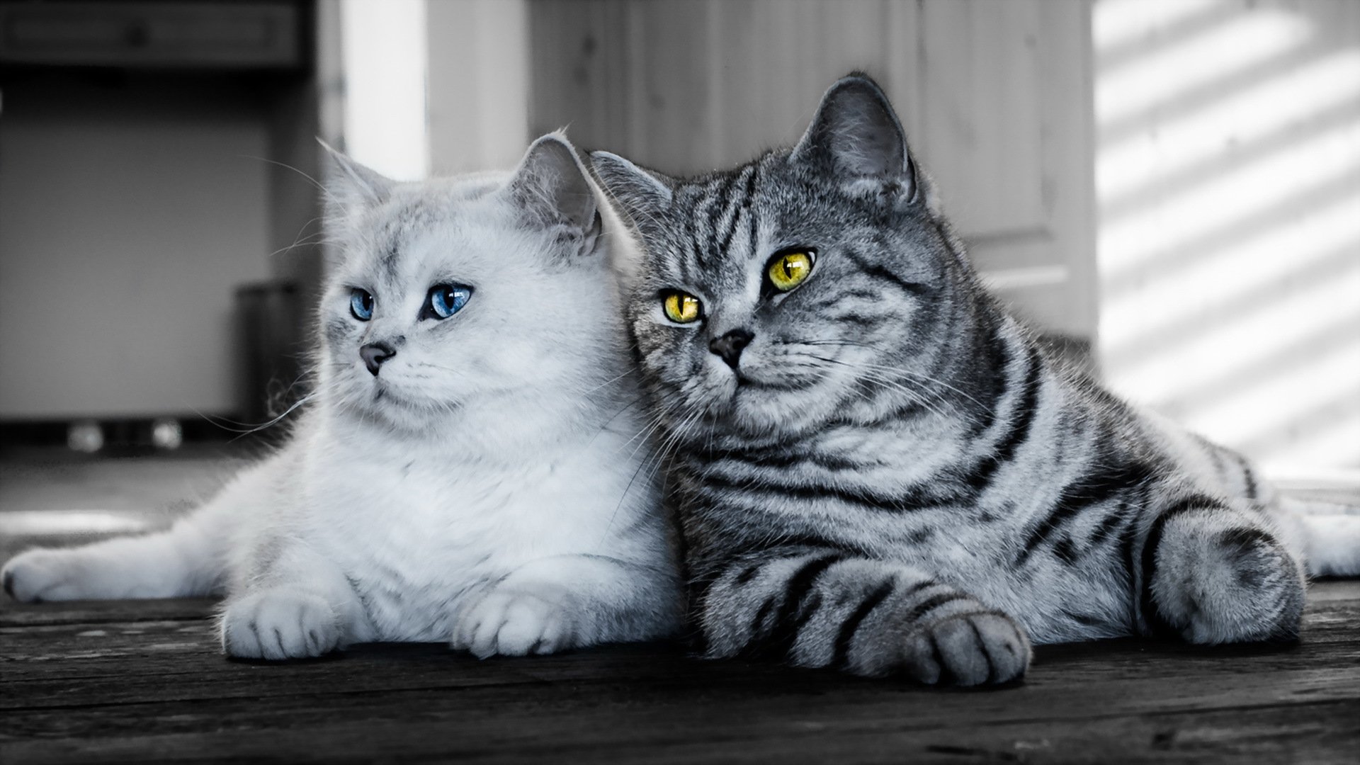 katzen blick hintergrund