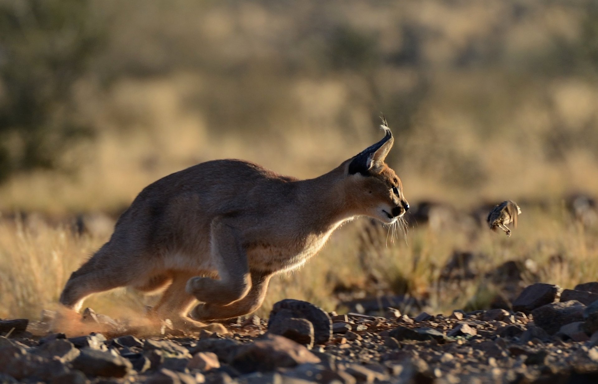 caracal lince della steppa predatore cacciatore preda