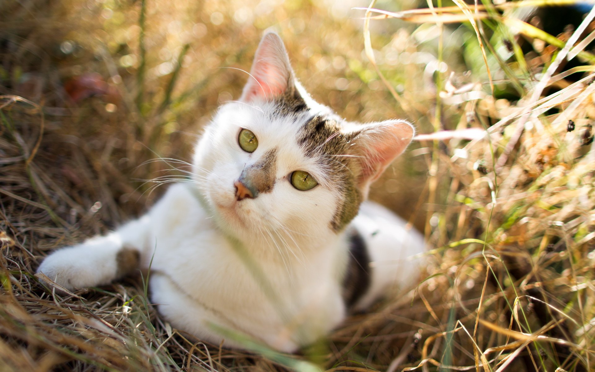 gato mirada naturaleza