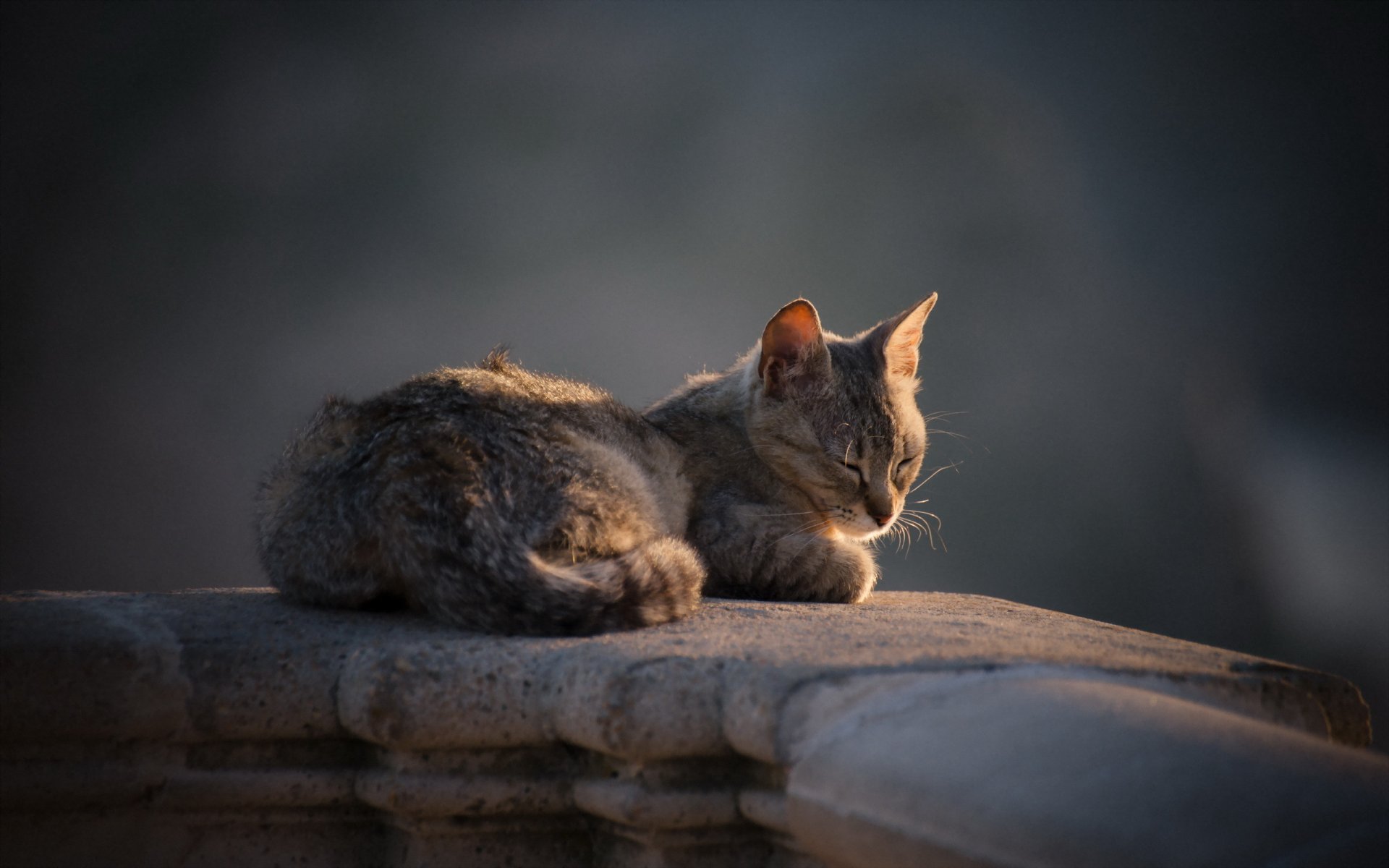 gato mirada fondo