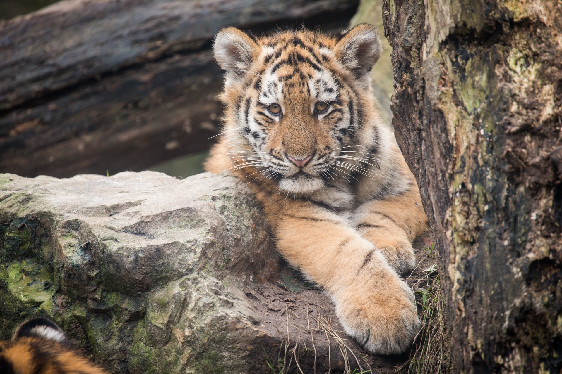 tigre amour chat vue pierre