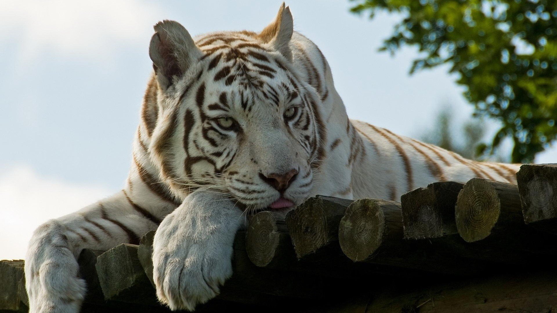 tigre lana sguardo lingua natura