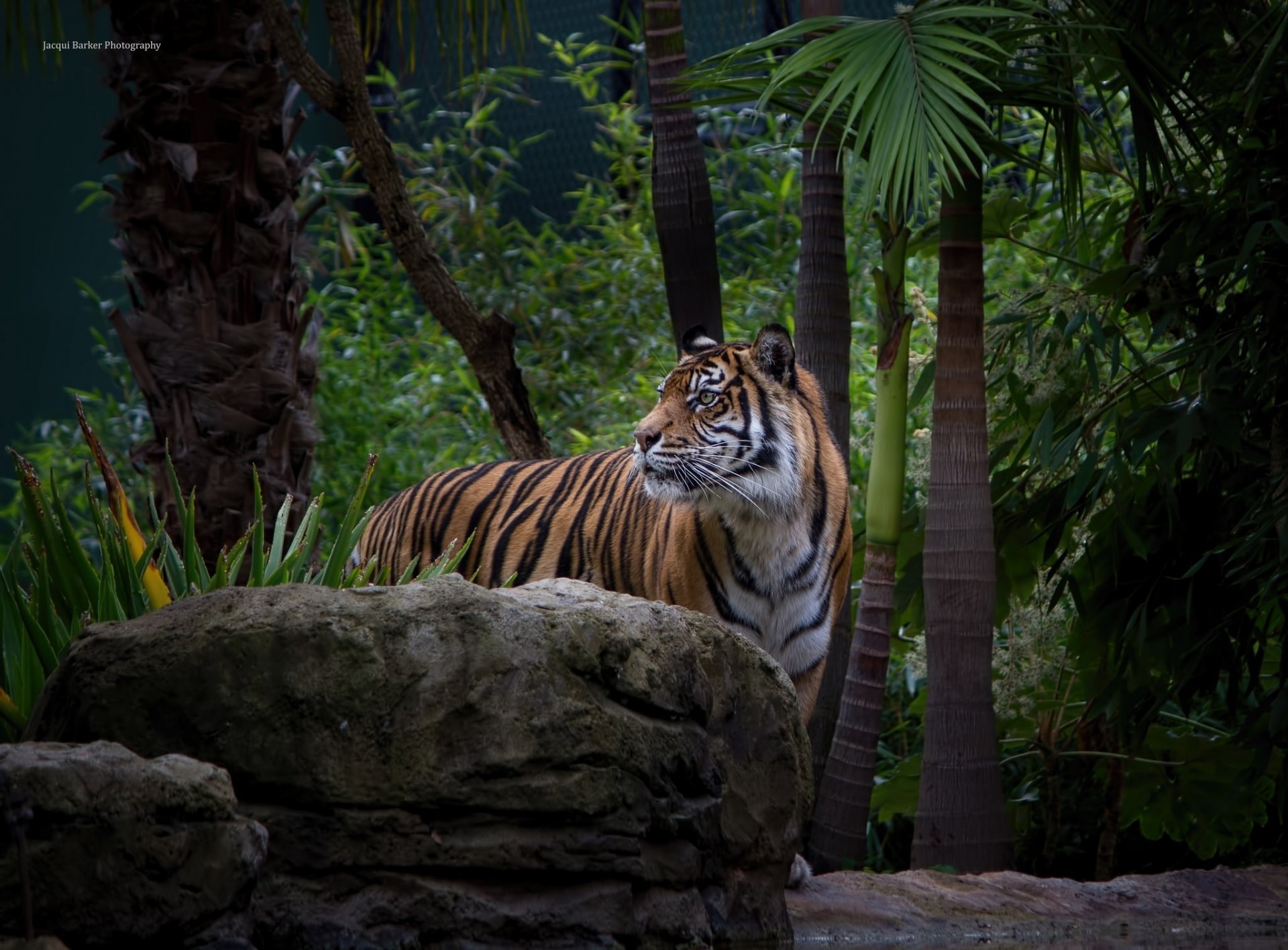 tigre chat sauvage prédateur museau fourrés zoo