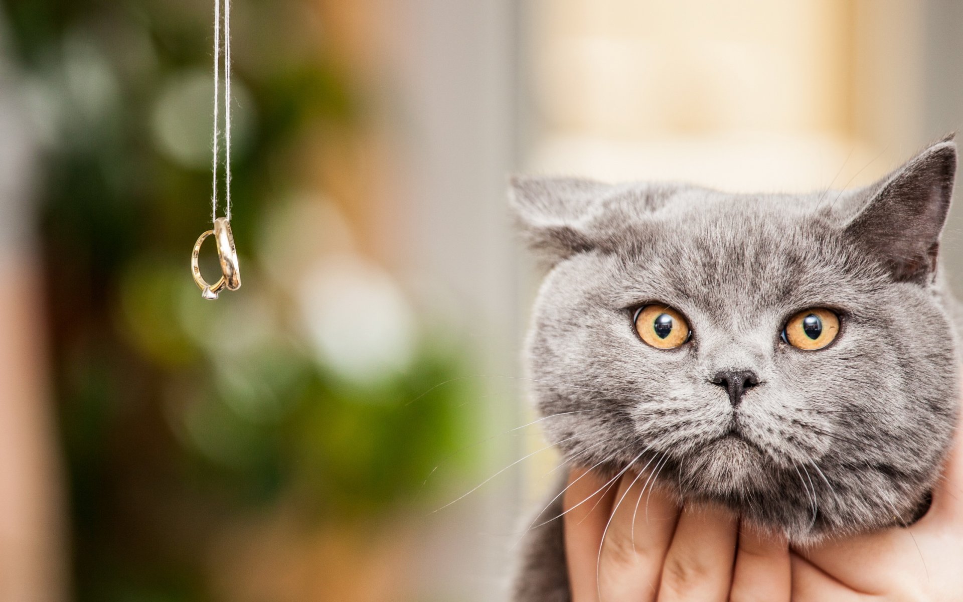 katze blick hintergrund