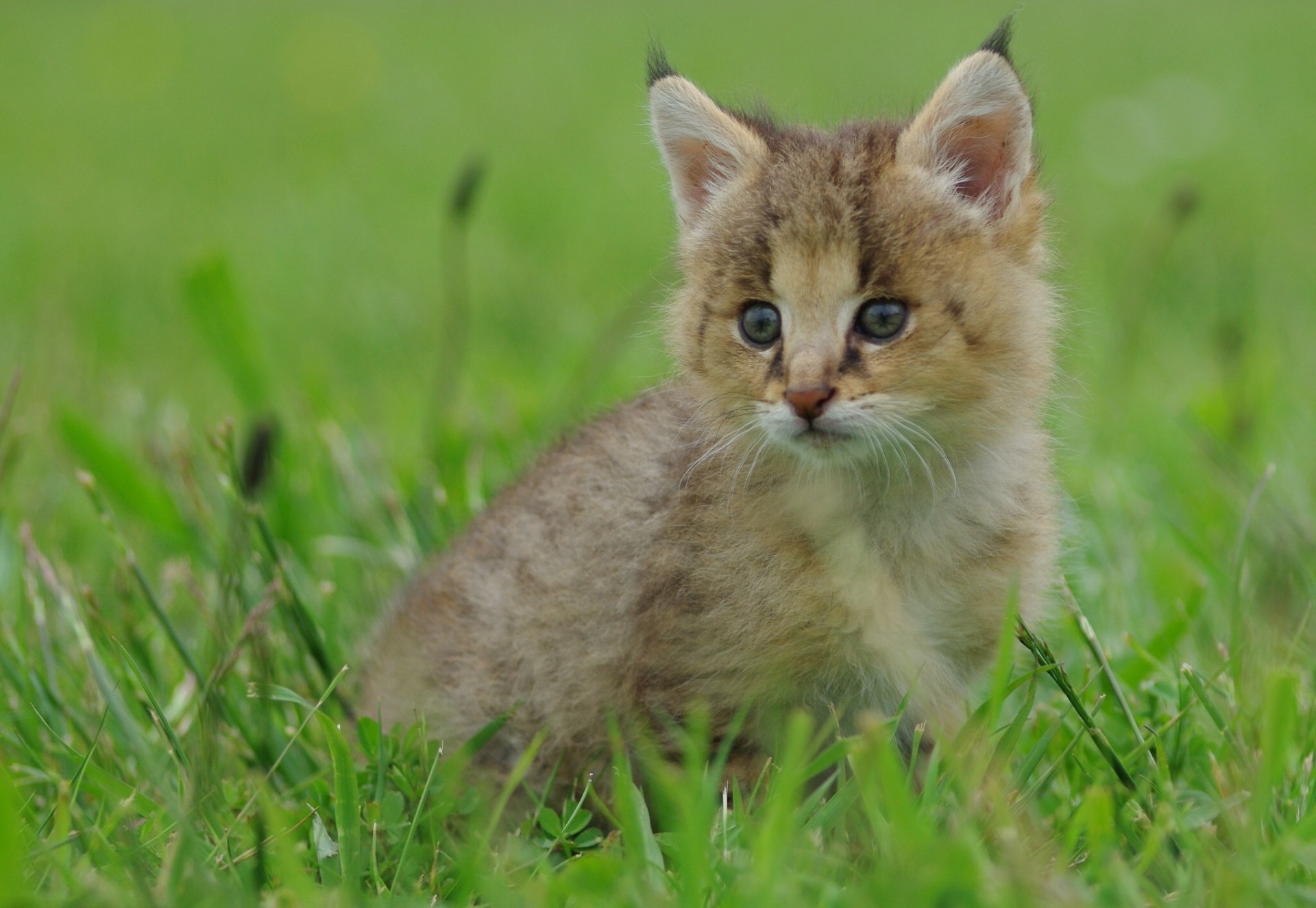 lynx lynx enfant en bas âge herbe