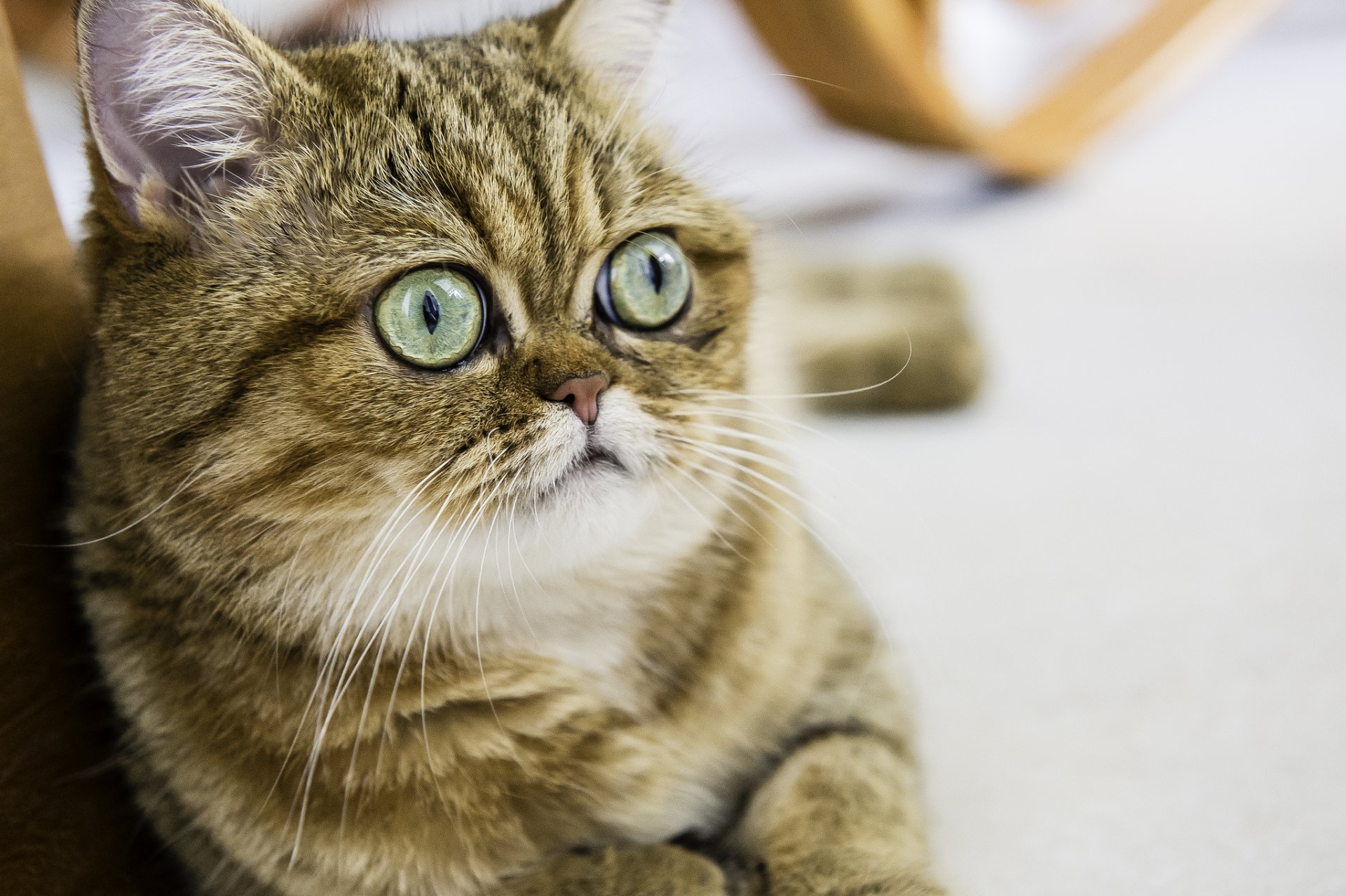 shorthair chat chat chaton yeux regard