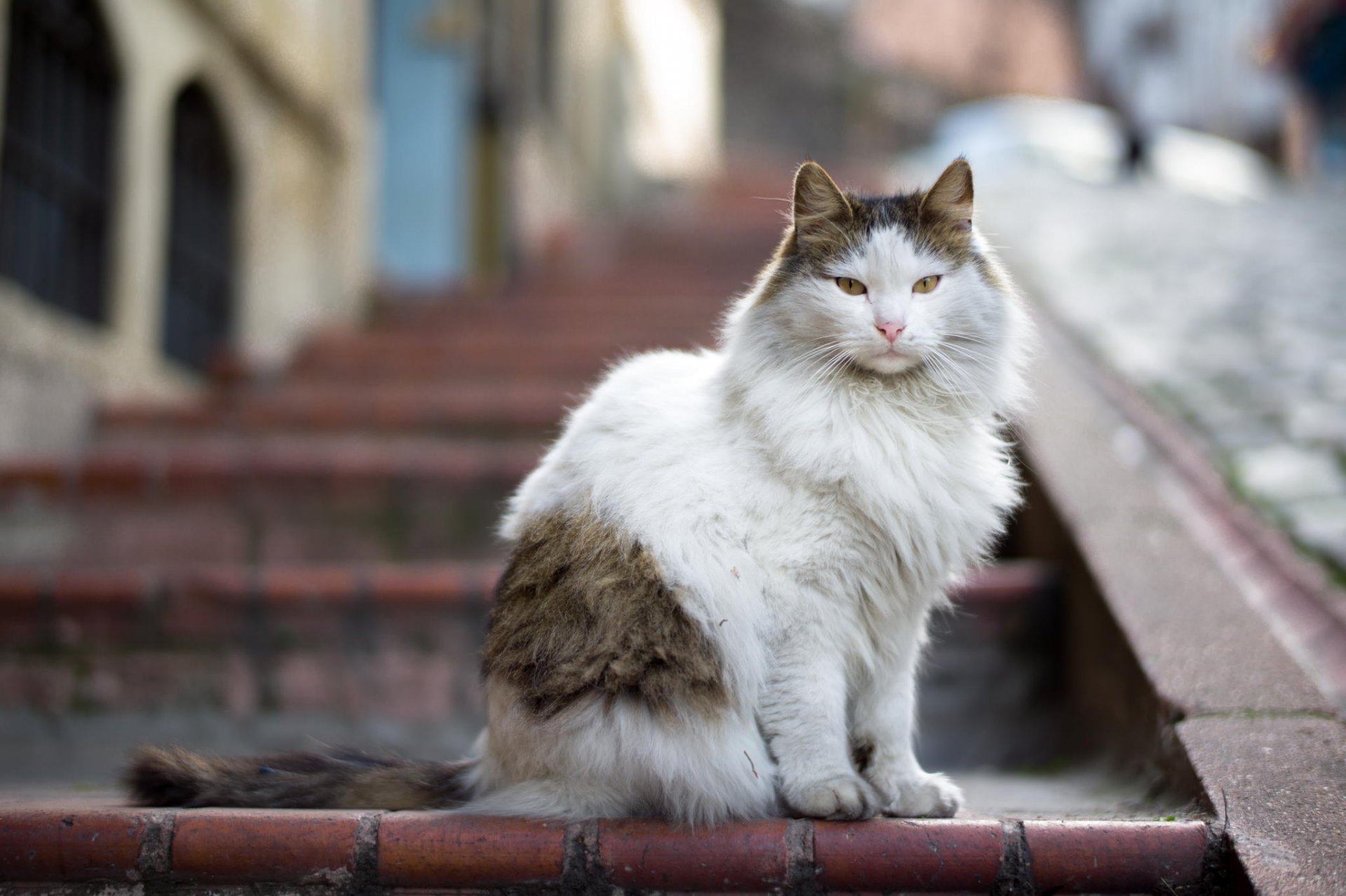 gato lana mirada escalera