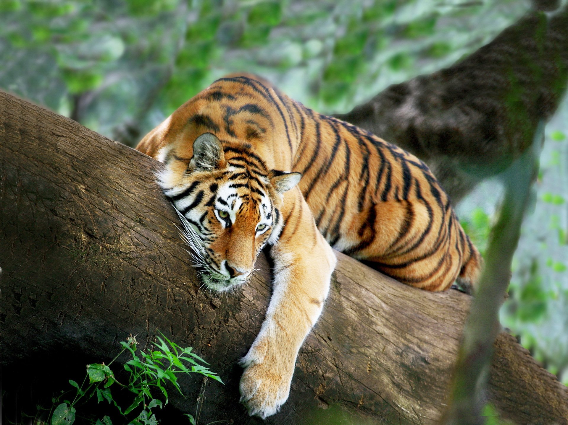 tigre descanso árbol