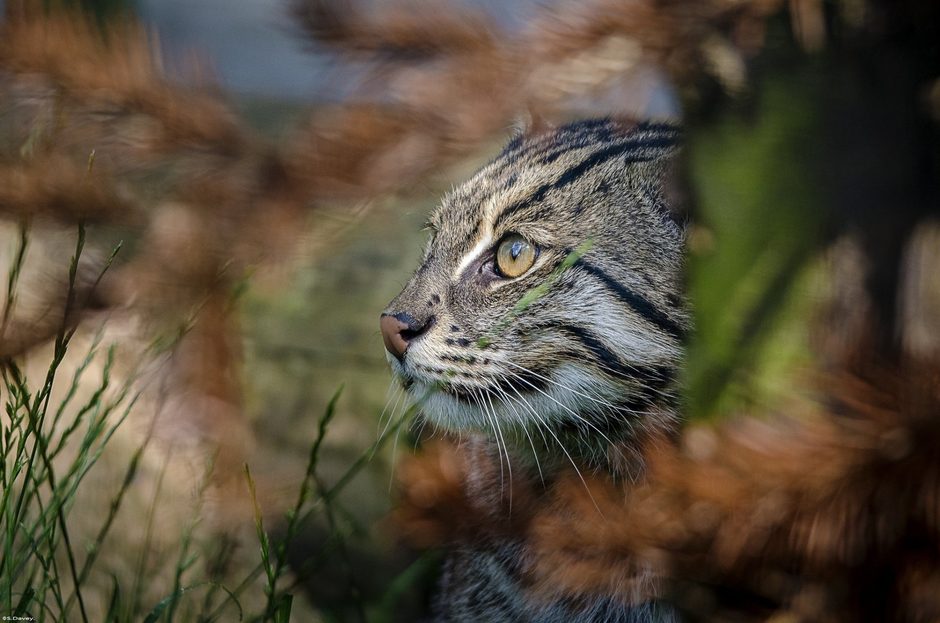 fishing cat wild cat predator face section