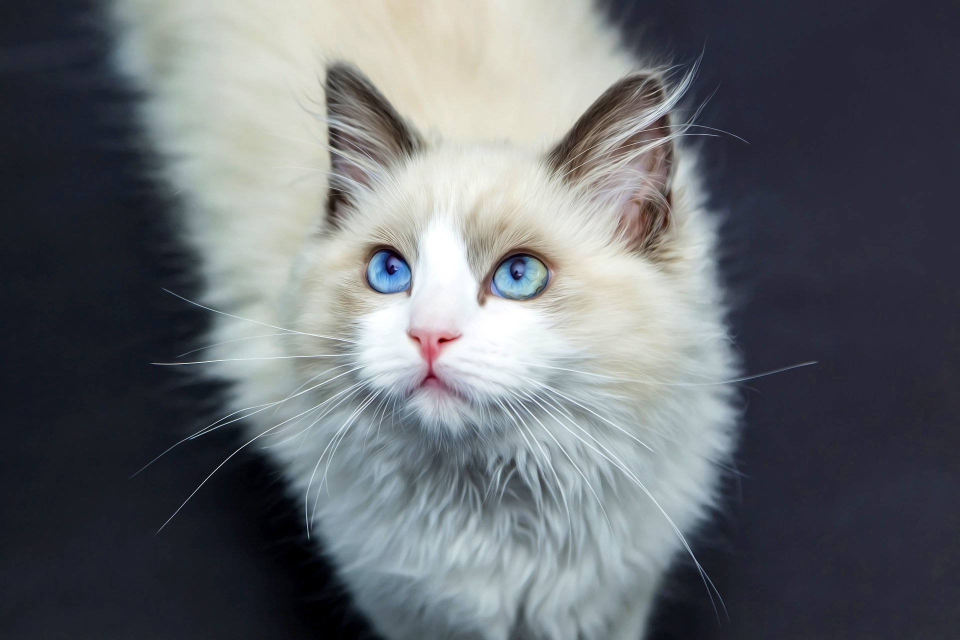 chat laine yeux moustache