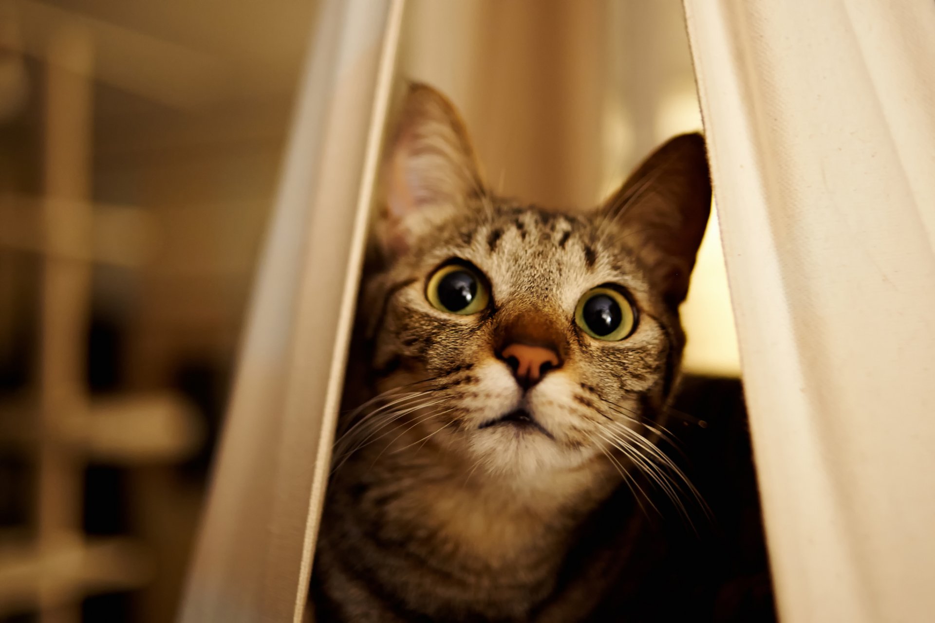 gatto gatto occhi sguardo muso fa capolino