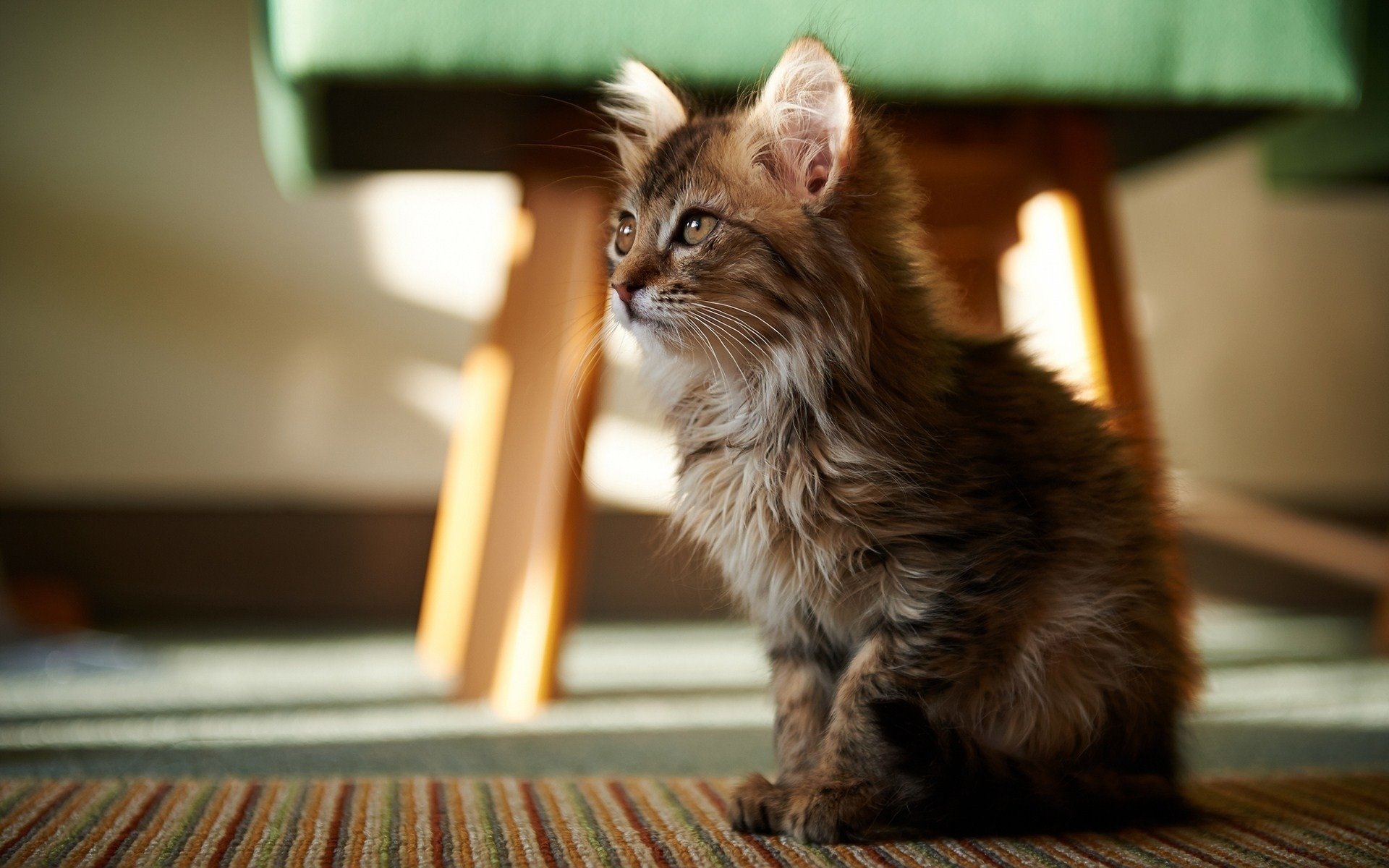 se repose regarde regard tuboretka plancher