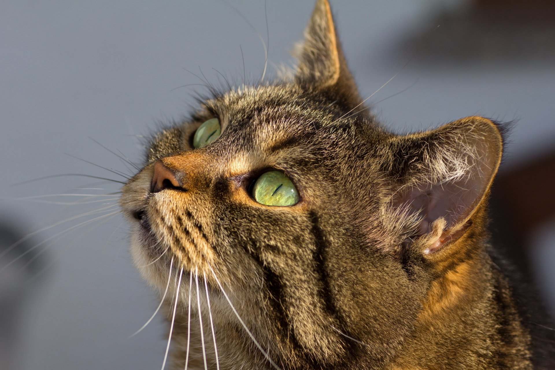 gatto gatto grigio a strisce sguardo