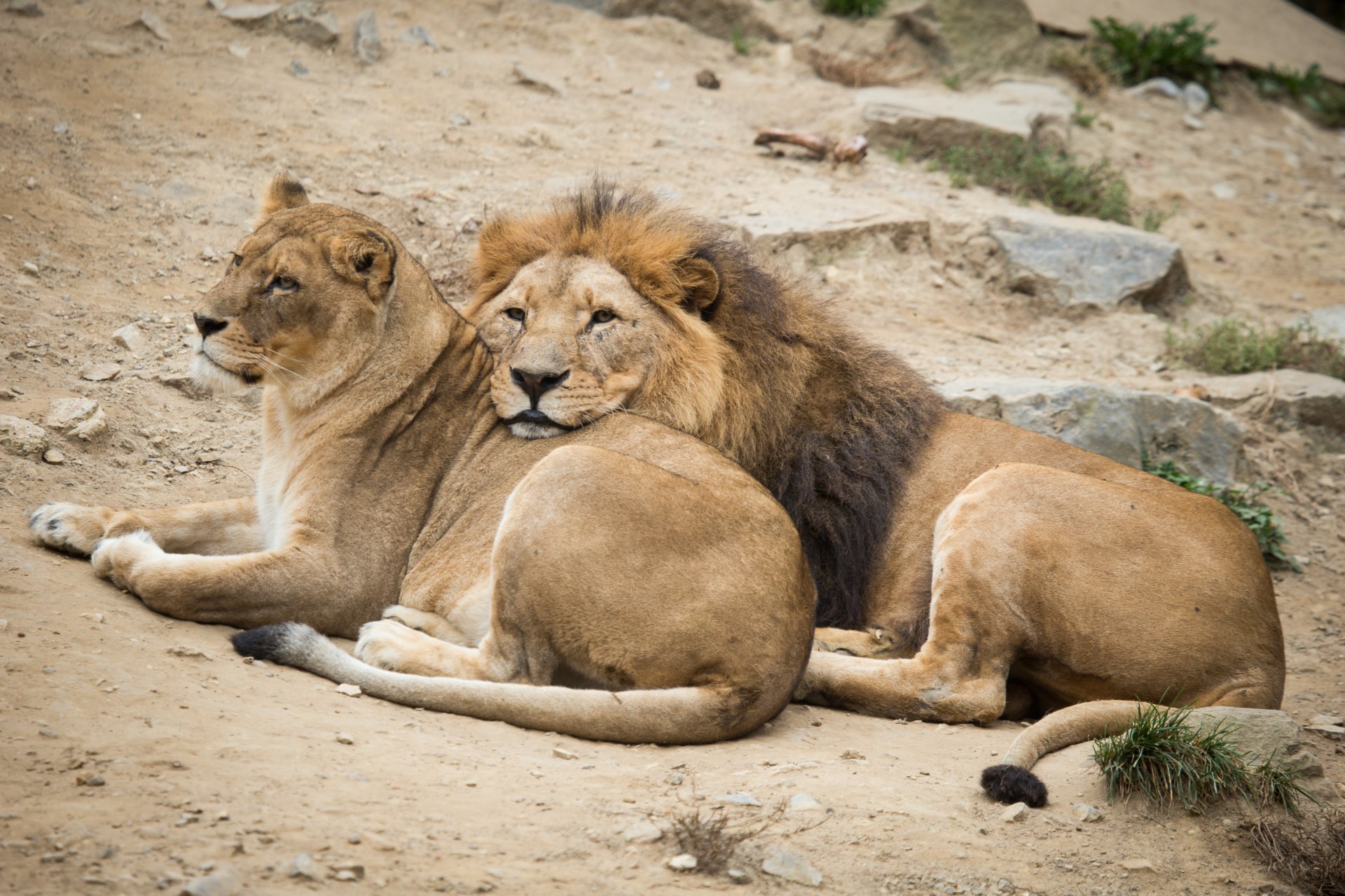 leones león leona gatos pareja vacaciones