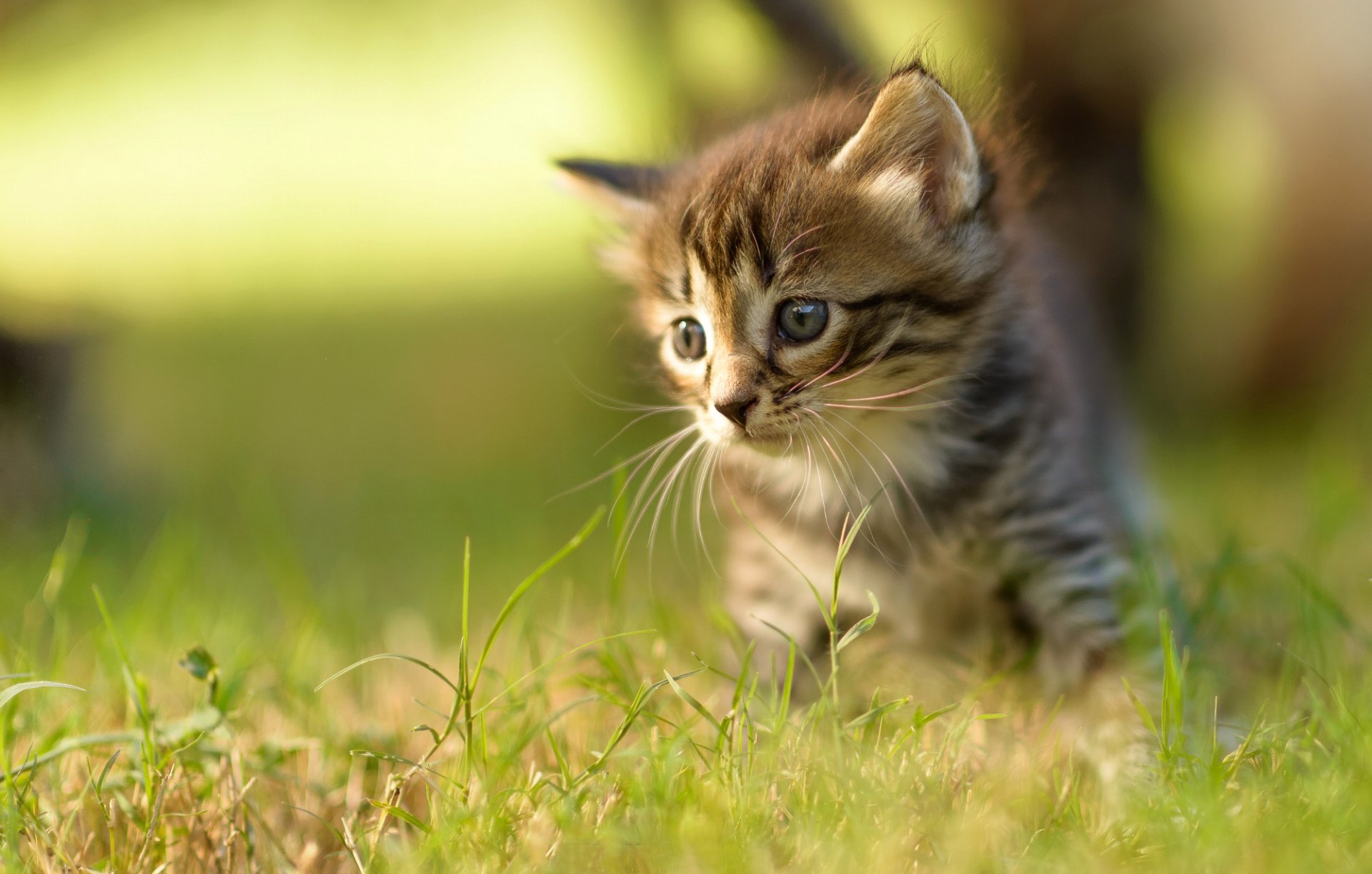 chaton gris rayé regard herbe été flou