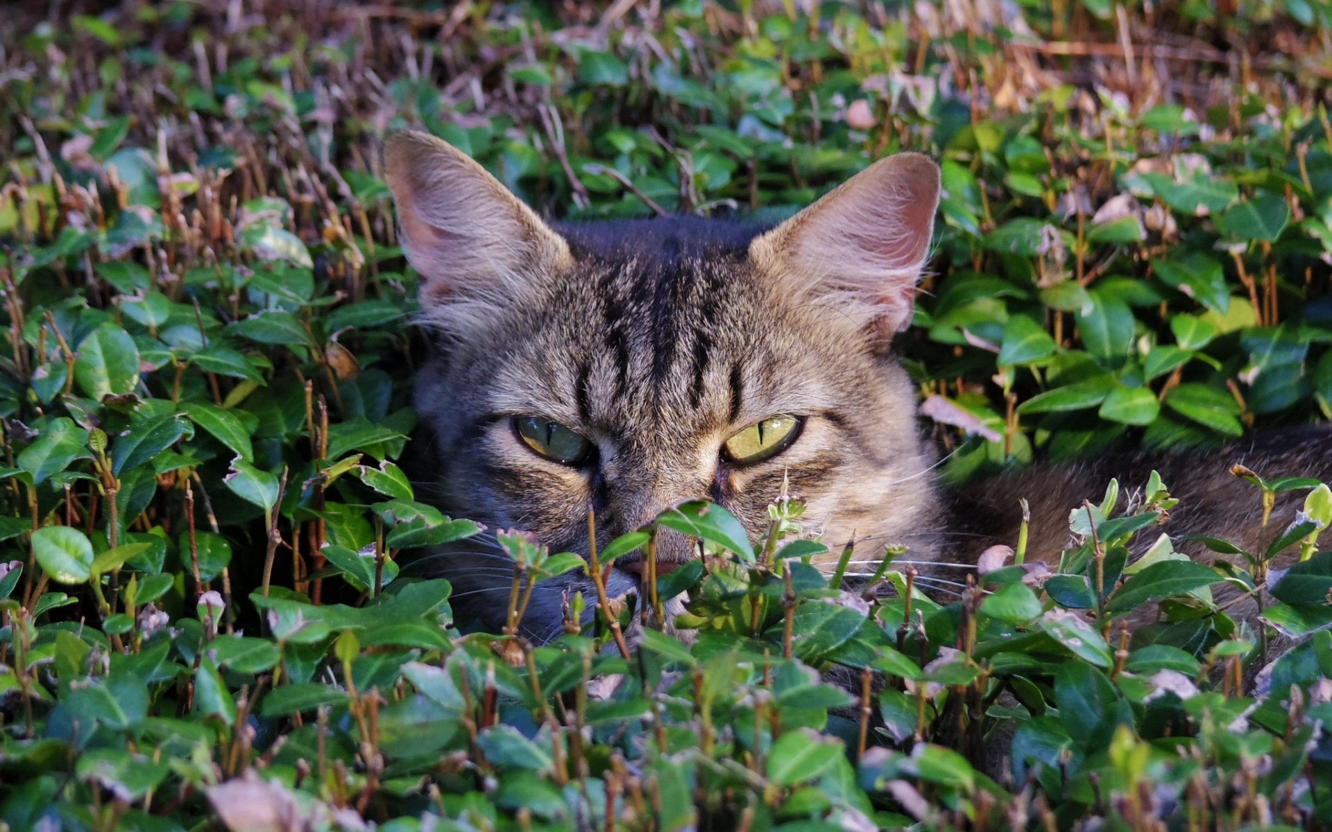 katze schnauze gras im hinterhalt