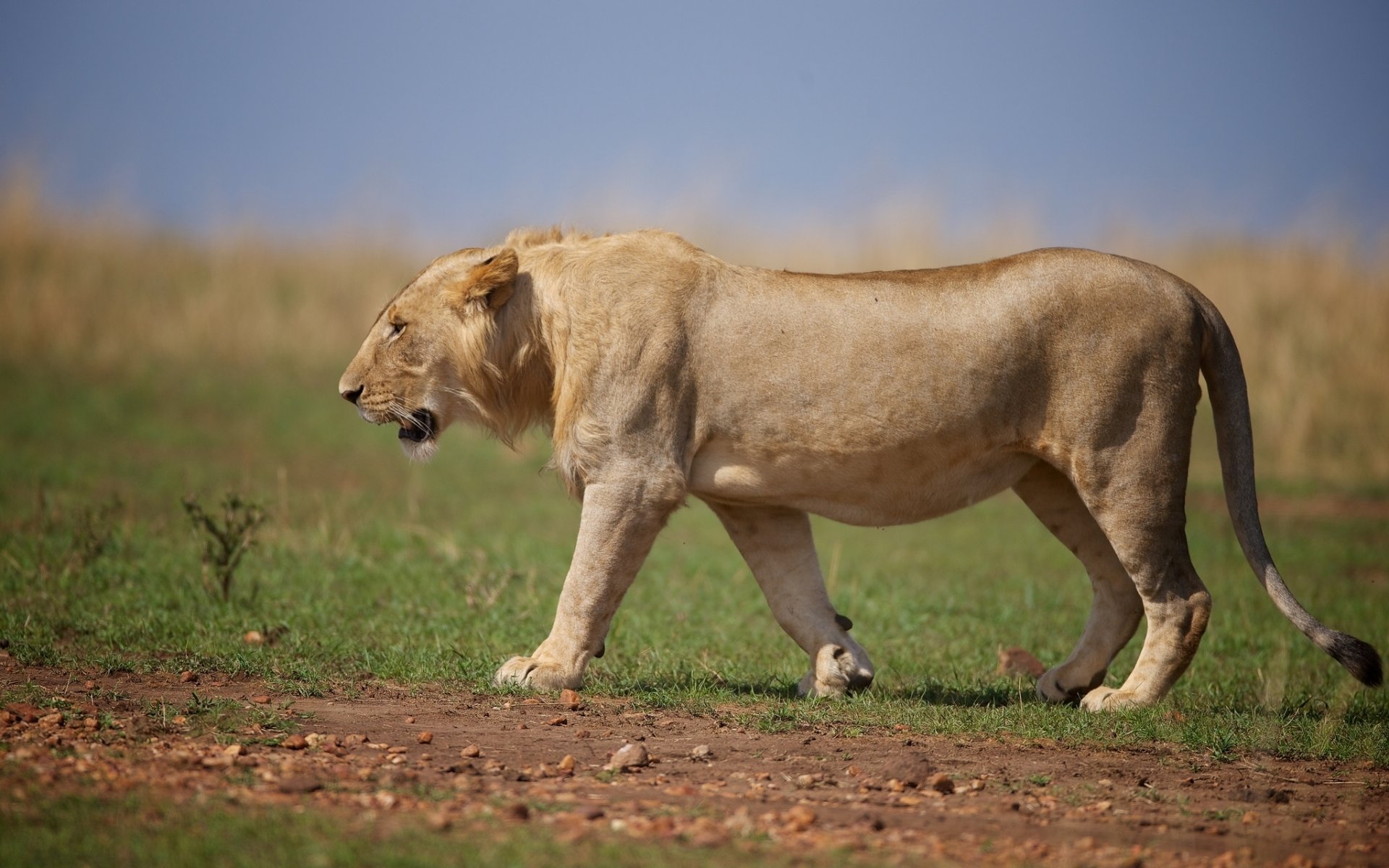 león gato salvaje depredador