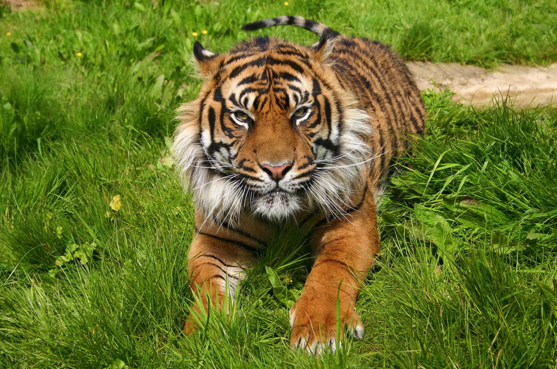 tigre museau pattes repos prédateur herbe