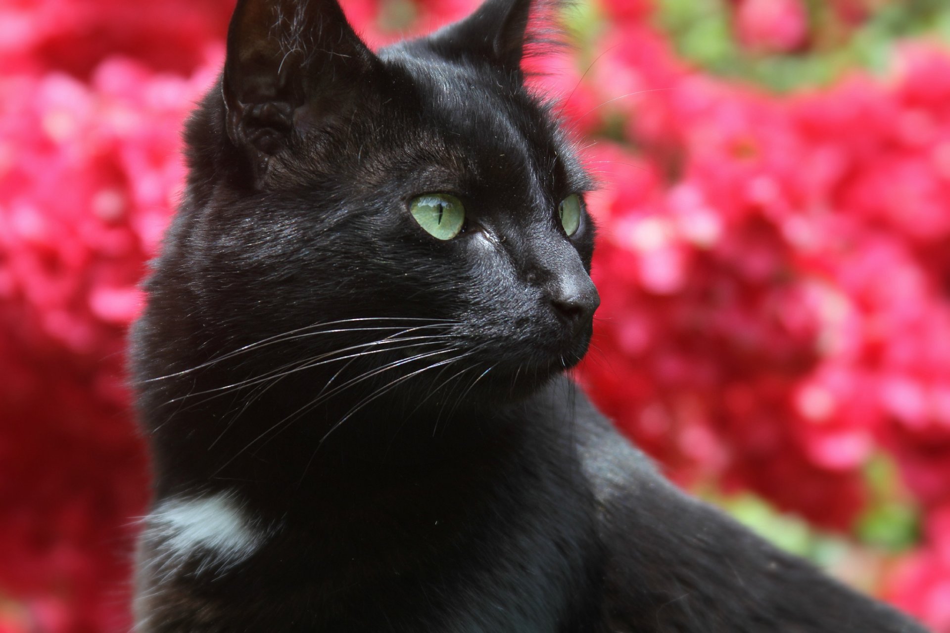 cat cat black profile background