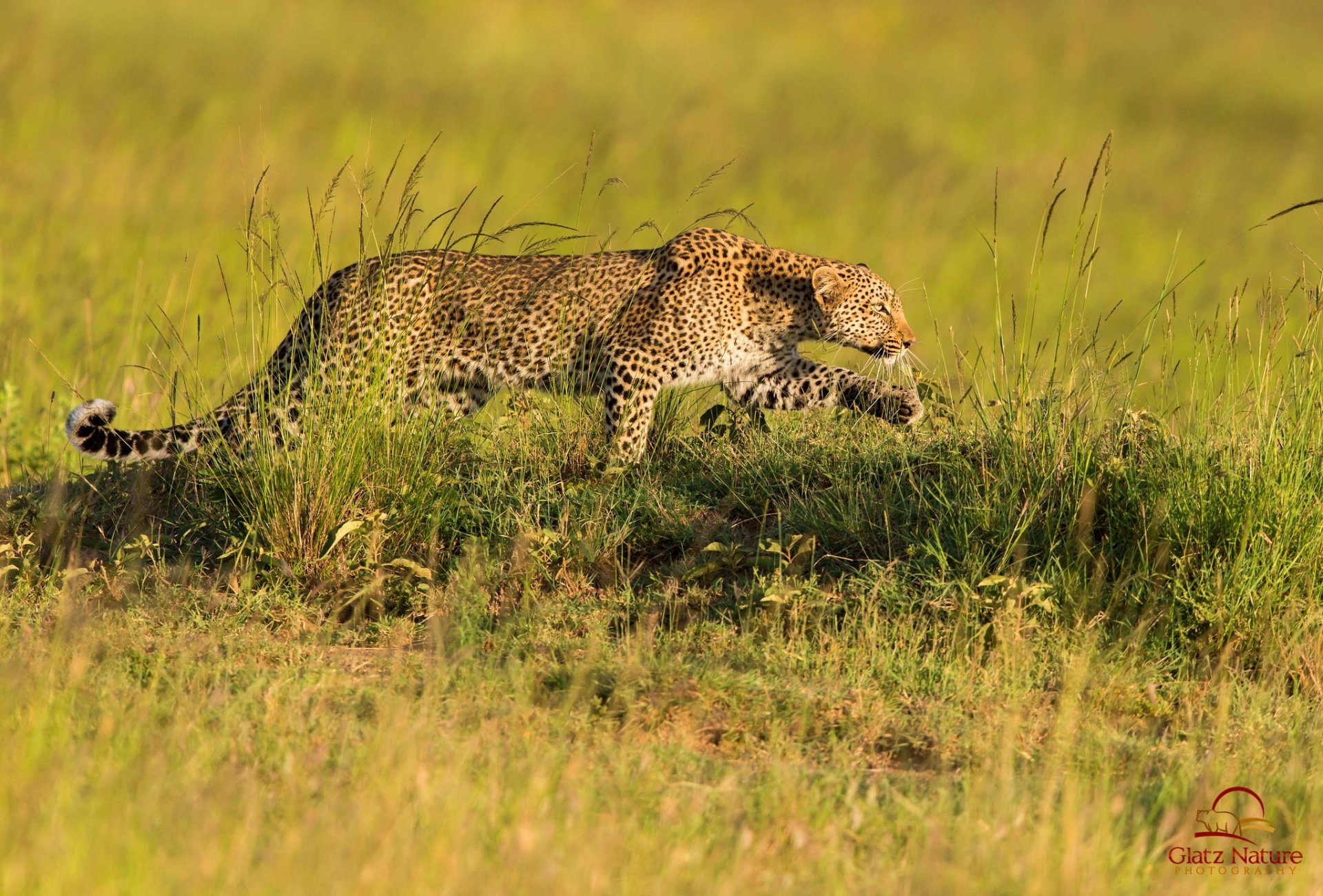 leopardo depredador caza sabana