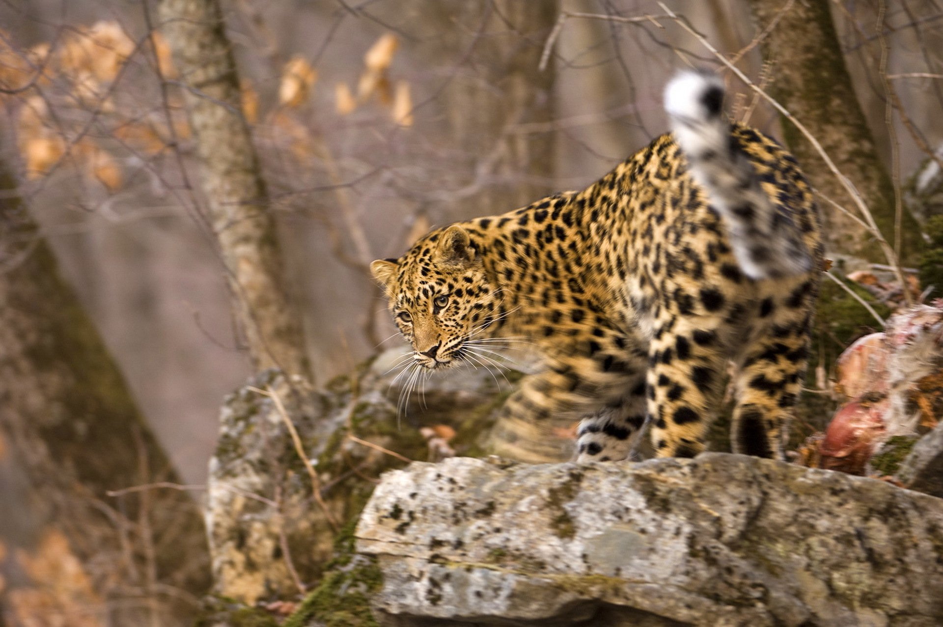 leopard schnauze unschärfe bewegung