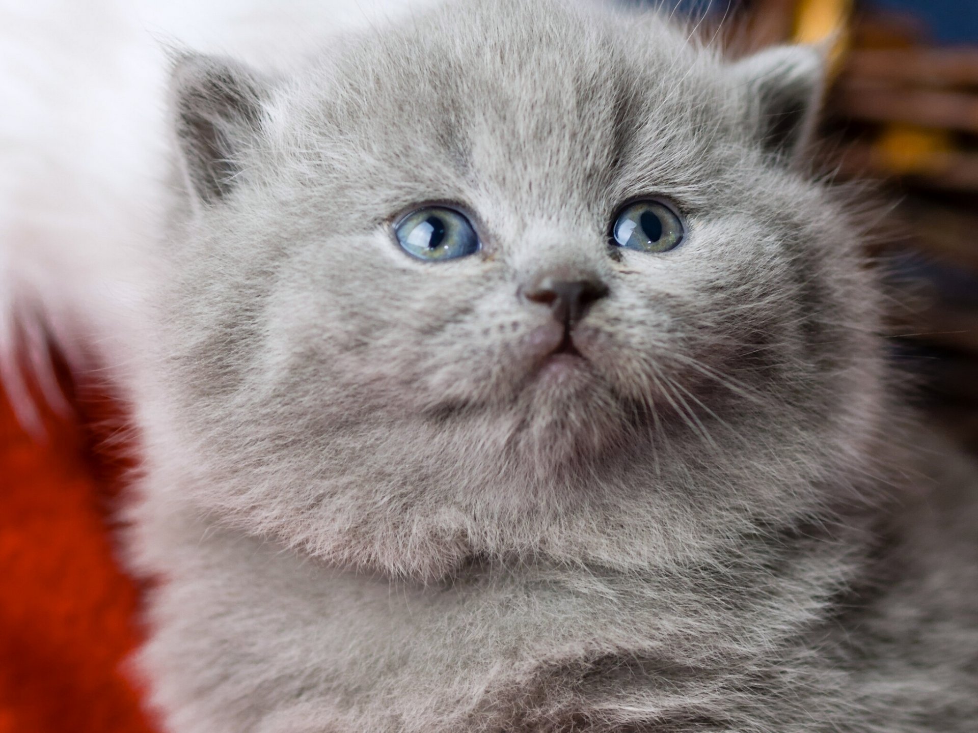 british shorthair britannique museau yeux bleus